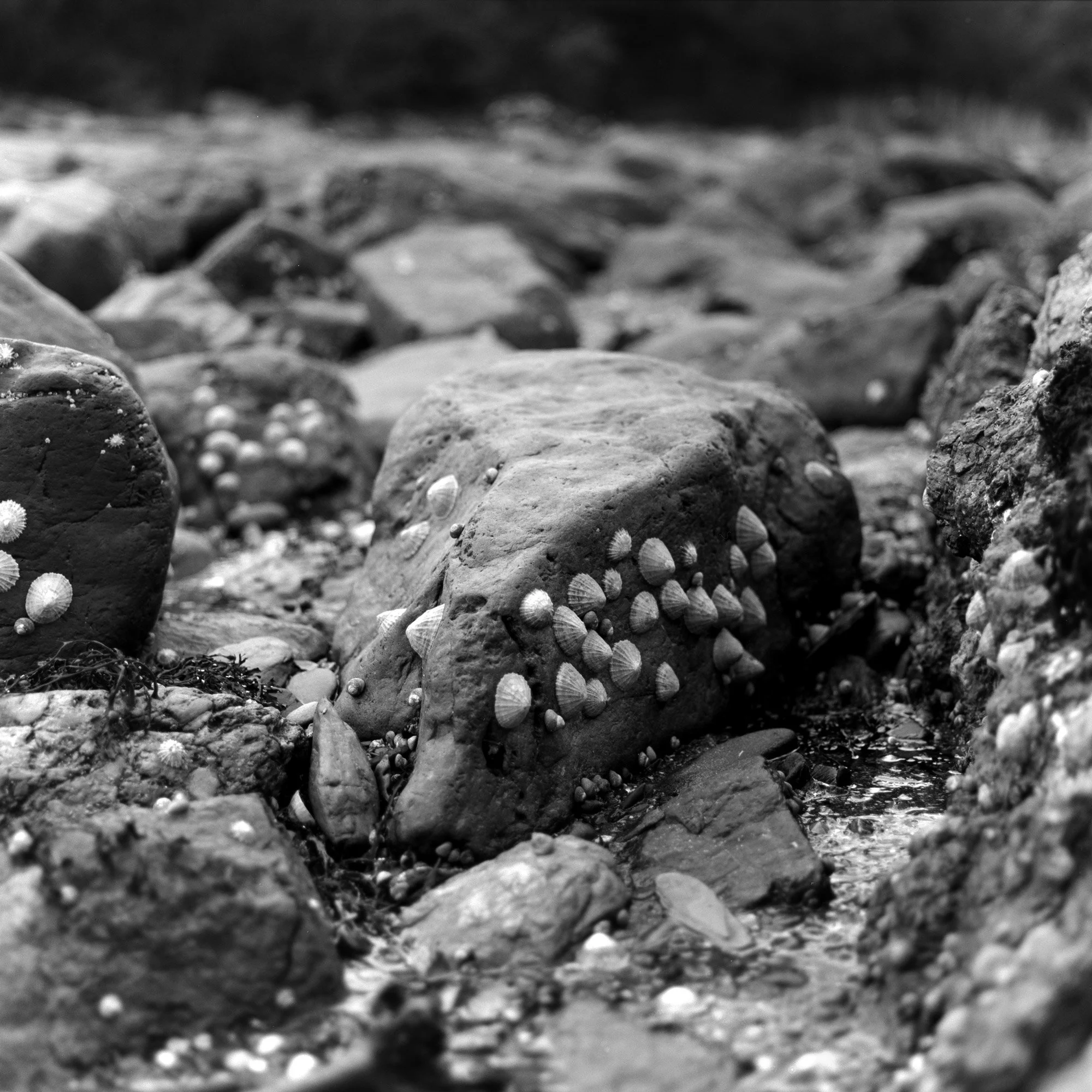 Before the Water Returns, 2025, archival pigment print on Hahnemühle Photo Rag Metallic, 35mm, 85 x 85 cm, edition of 3 + 2AP