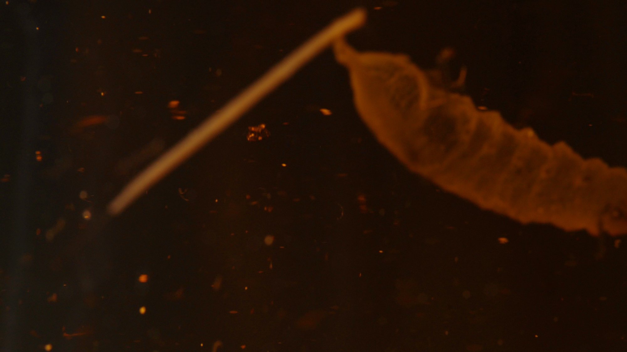 Bog Body Abstractions, 2024, 4K looped video, 13 minutes and looped soundtrack 34 minutes