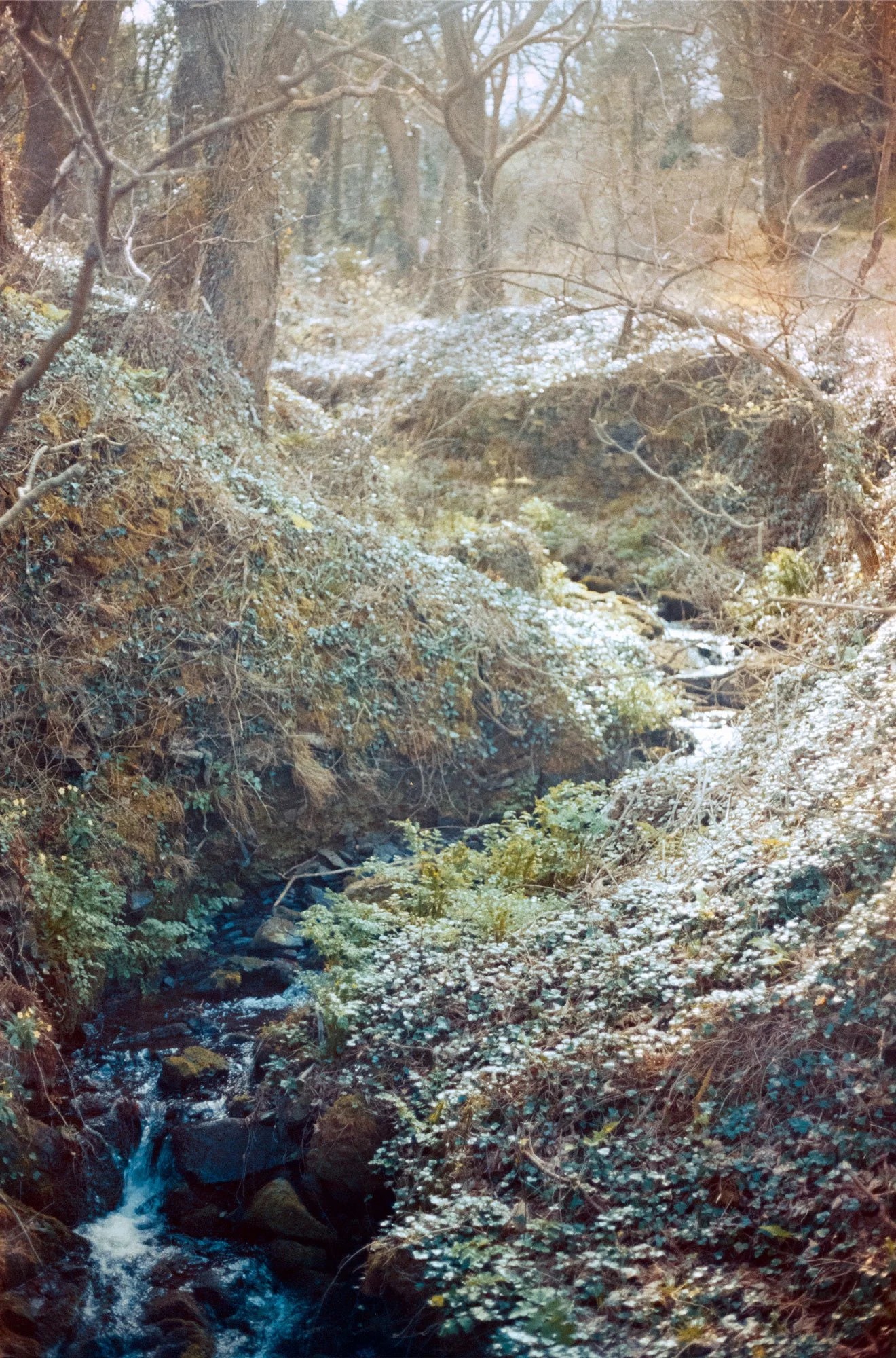 Nature is Queer , 2025, archival pigment print on Hahnemühle Photo Rag Metallic, 35mm, 85 x 56 cm, edition of 3 + 2AP