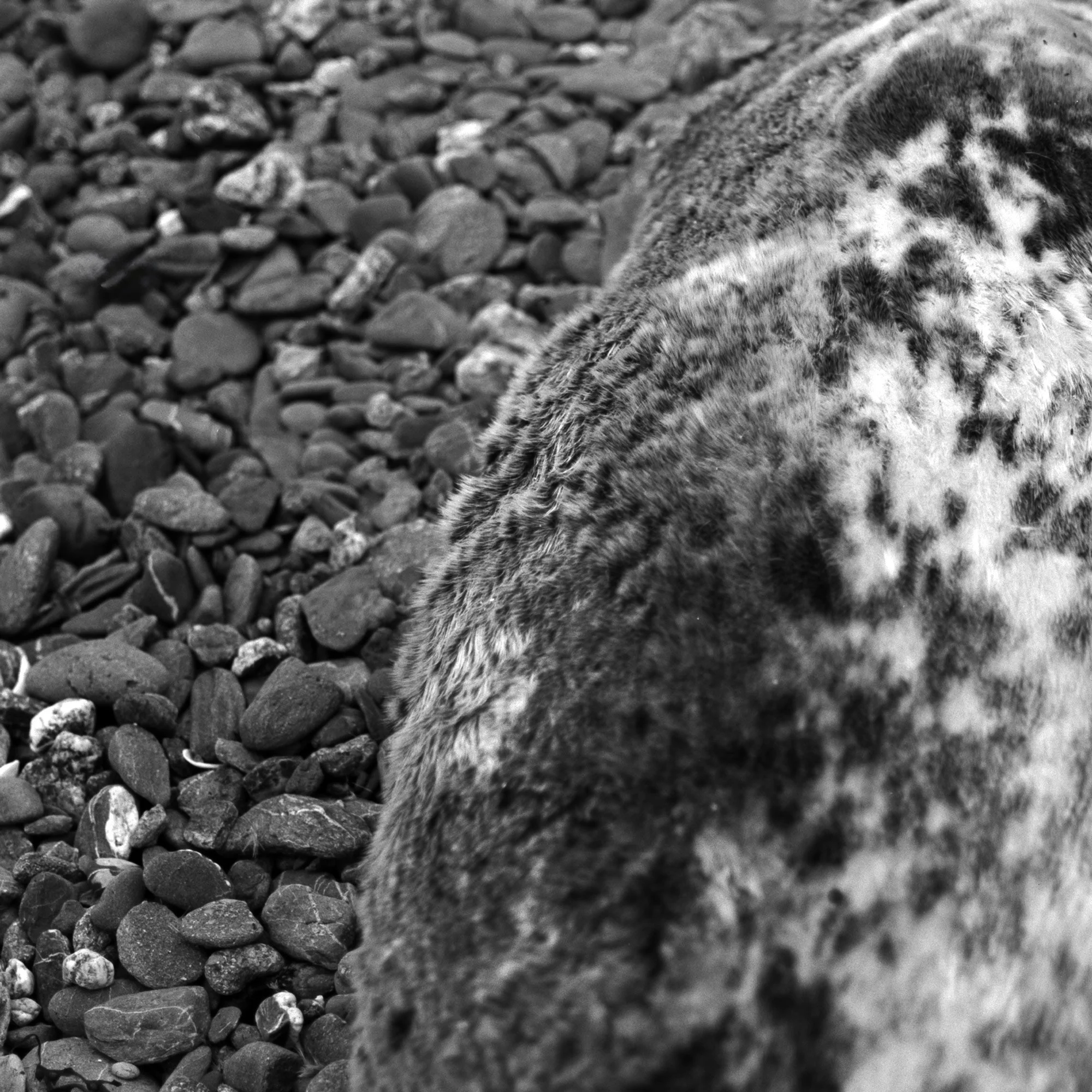 Something Precious, 2025, archival pigment print on Hahnemühle Photo Rag Metallic, 35mm, 20 x 20 cm, edition of 8 + 2AP

