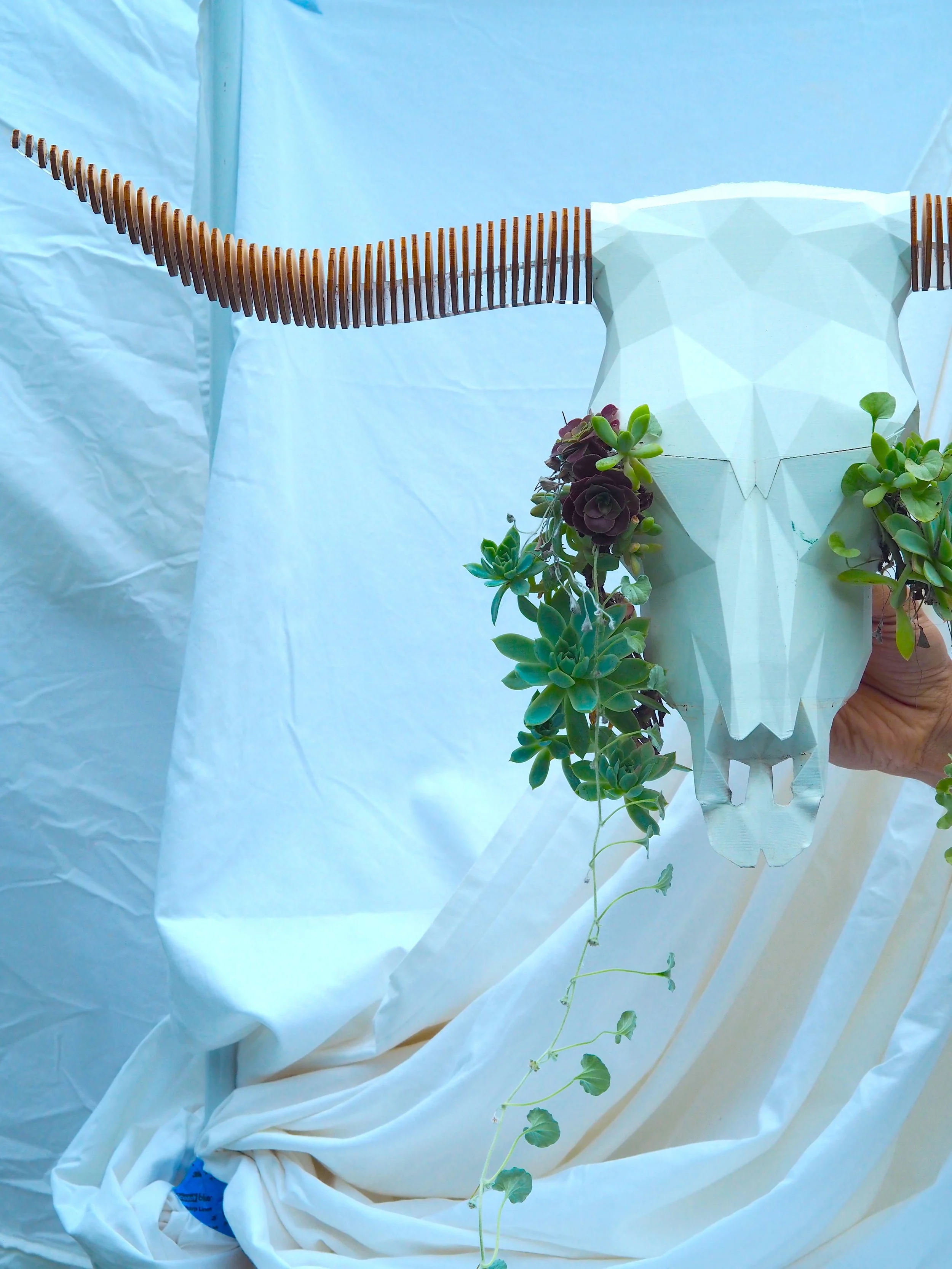 Longhorn planter package front.JPG