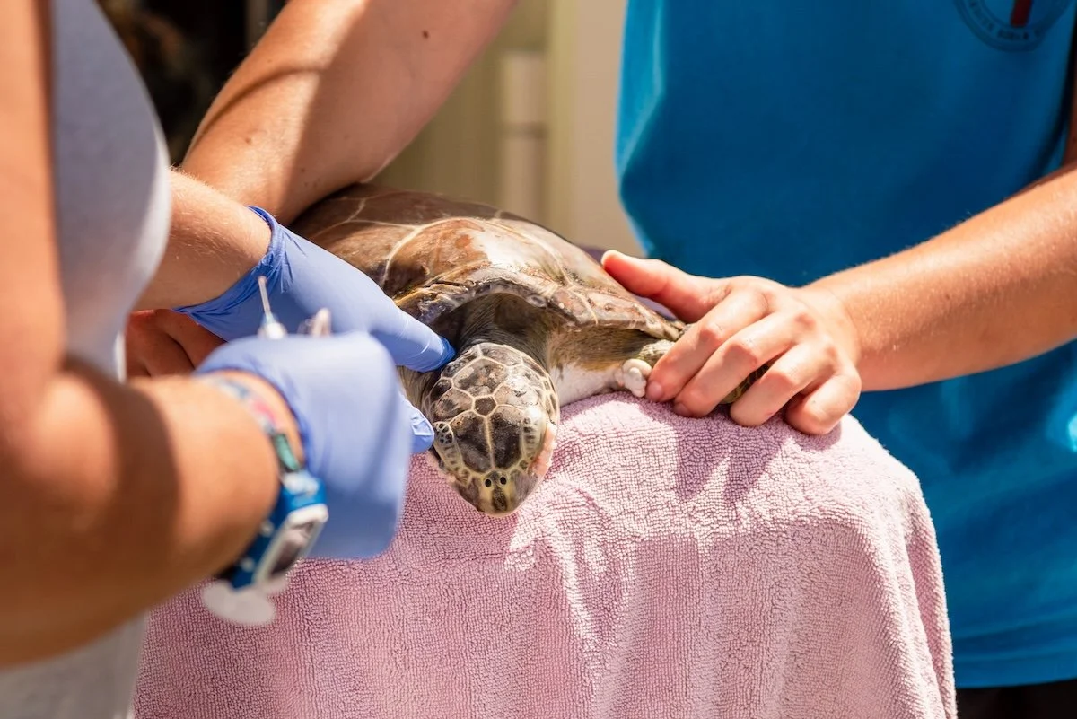 Researchers examining sea turtle as part of supported student marine research project