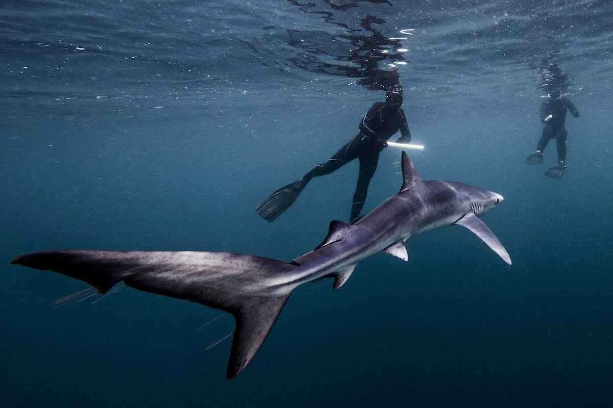 Marine research funding and collaboration shown through freediver interaction with blue shark in open ocean