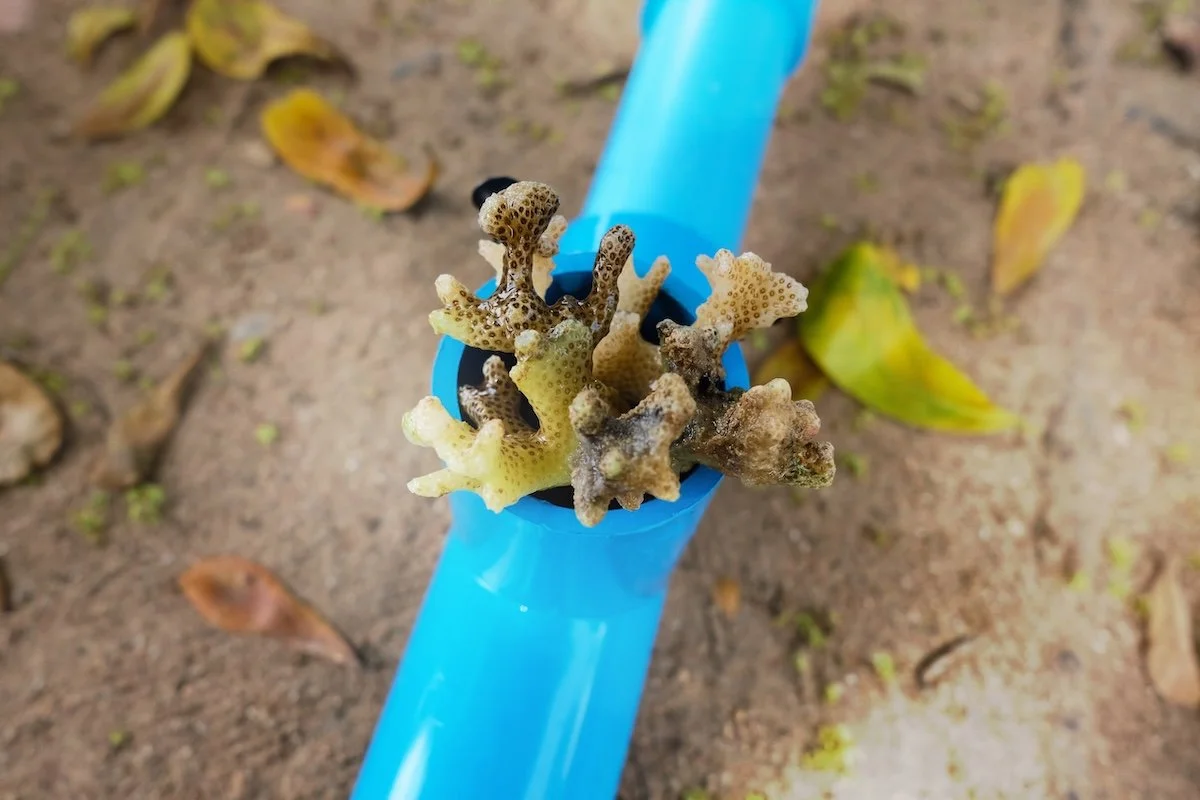 Baby coral growing in a blue tube as part of a marine research project supported through targeted funding