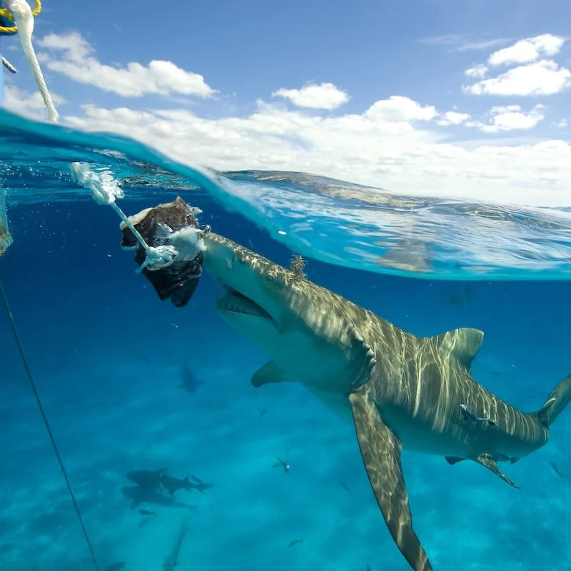 Split-shot image of shark behavior observed during marine research fieldwork