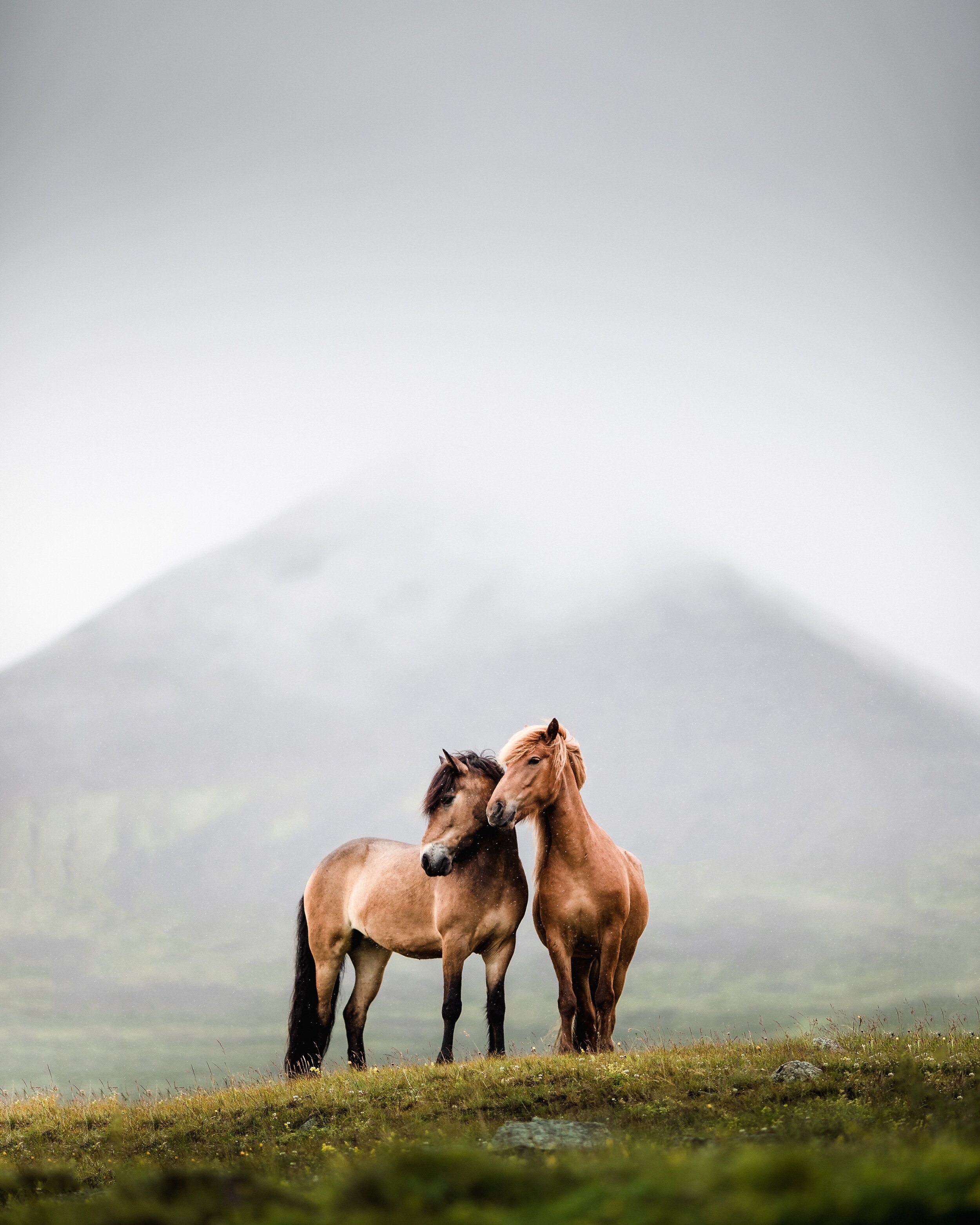 Icelandic Explorer Iceland Horses 1.jpg