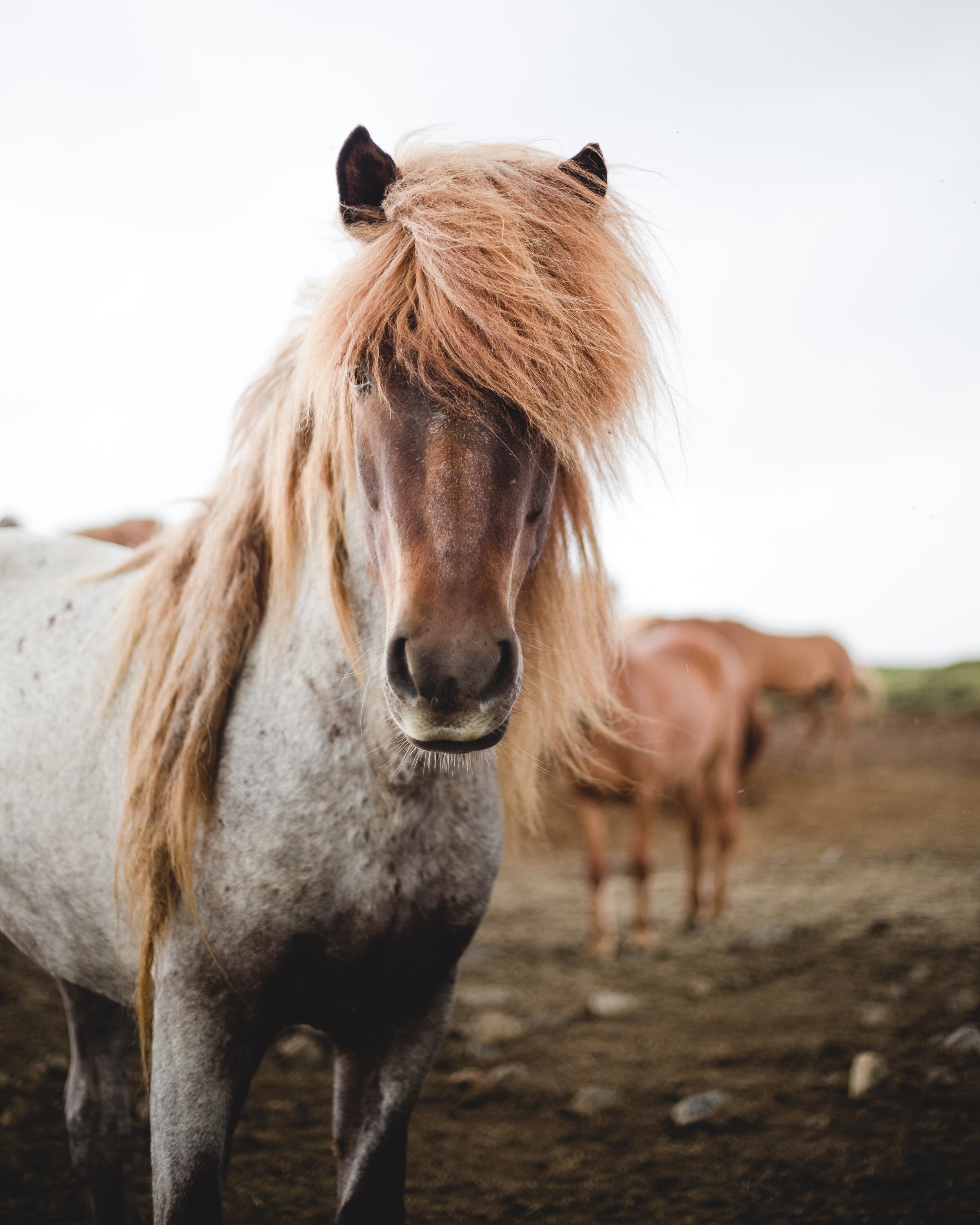 Icelandic Explorer Iceland Horses 23.jpg
