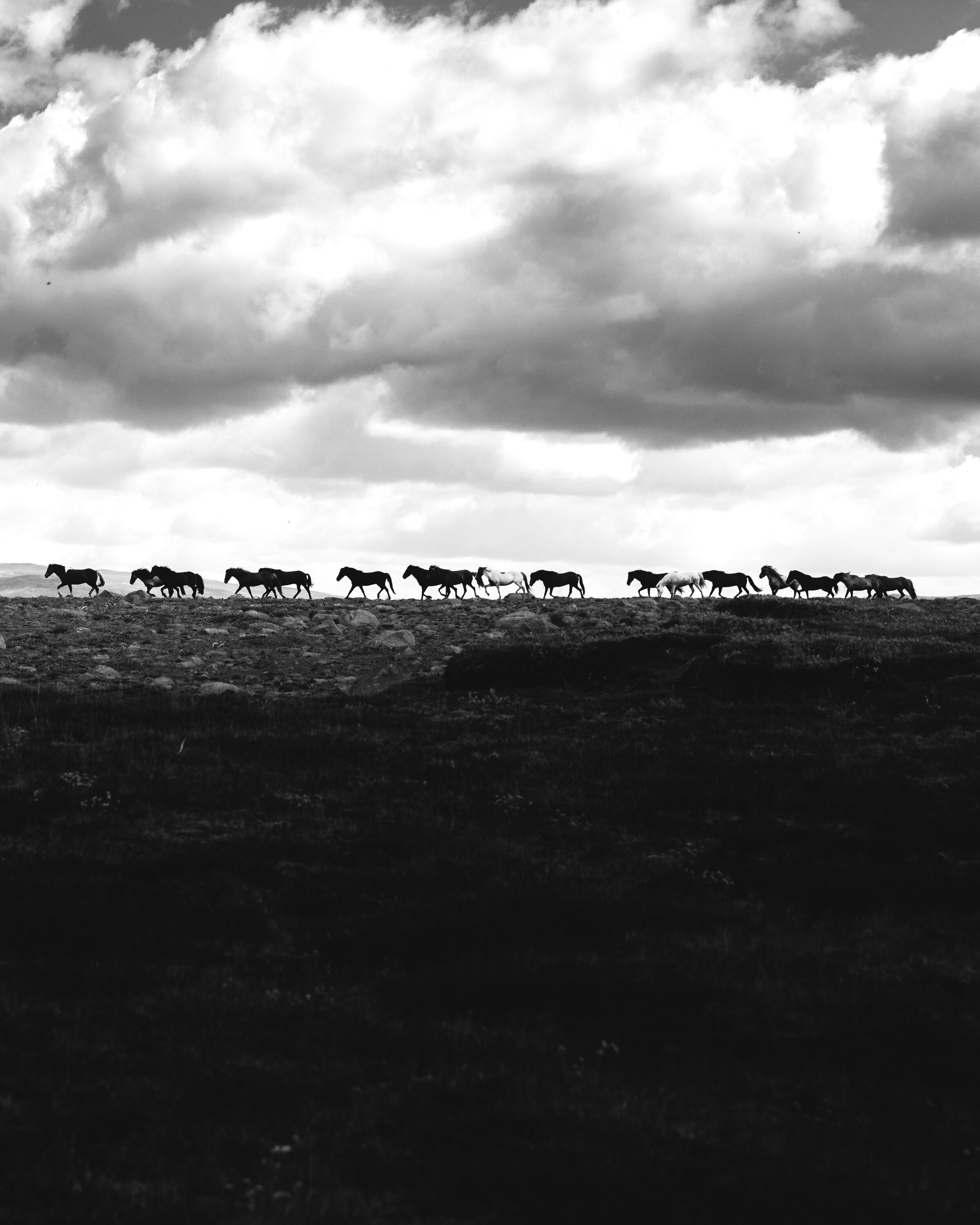 Icelandic Explorer Iceland Horses 19.jpg