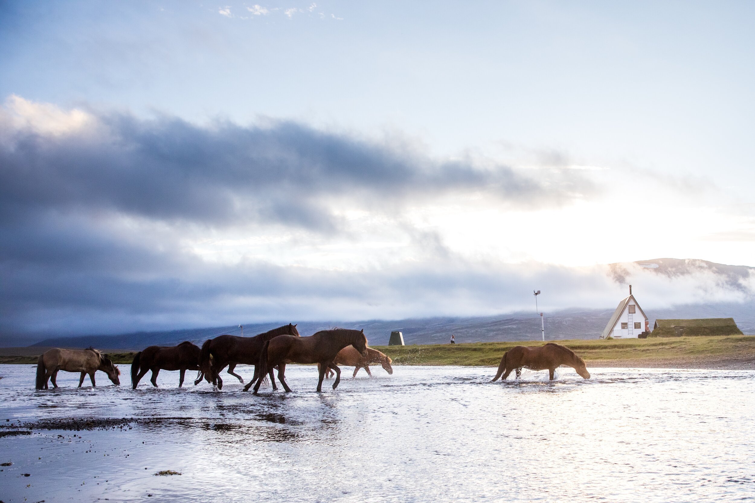 Icelandic Explorer Iceland Horses 16.jpg
