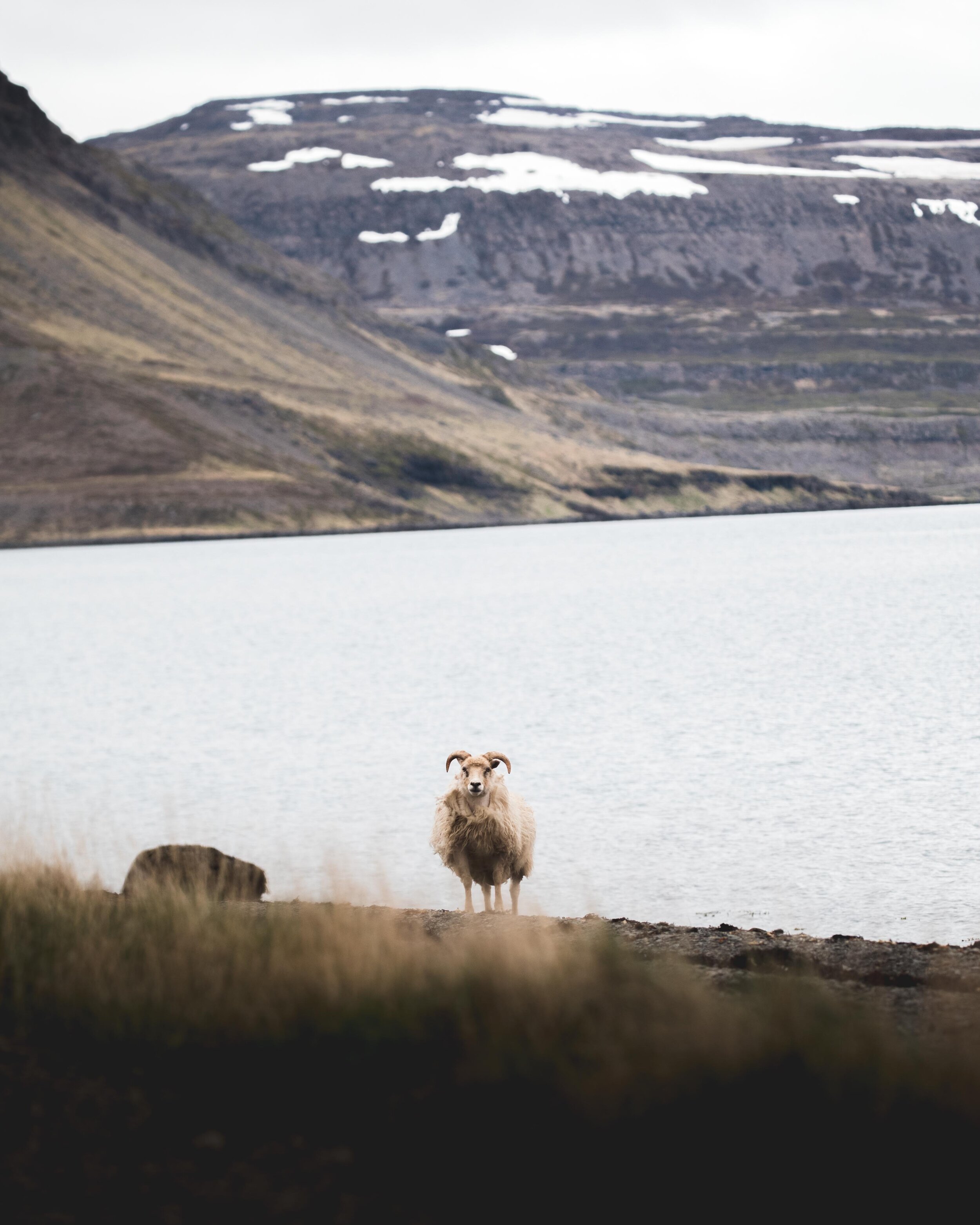 Icelandic explorer animals 4.jpg