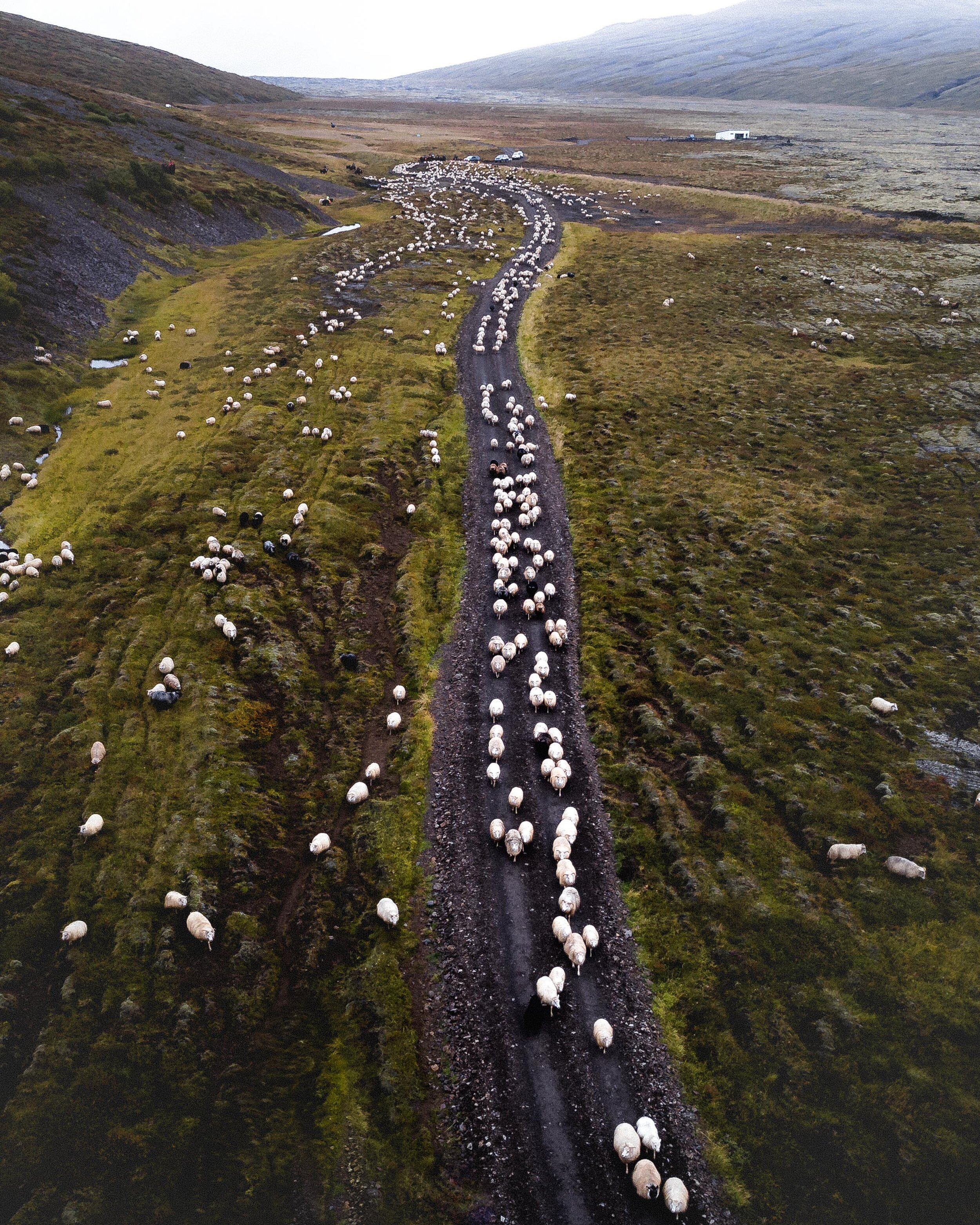 Icelandic explorer animals 17.jpg