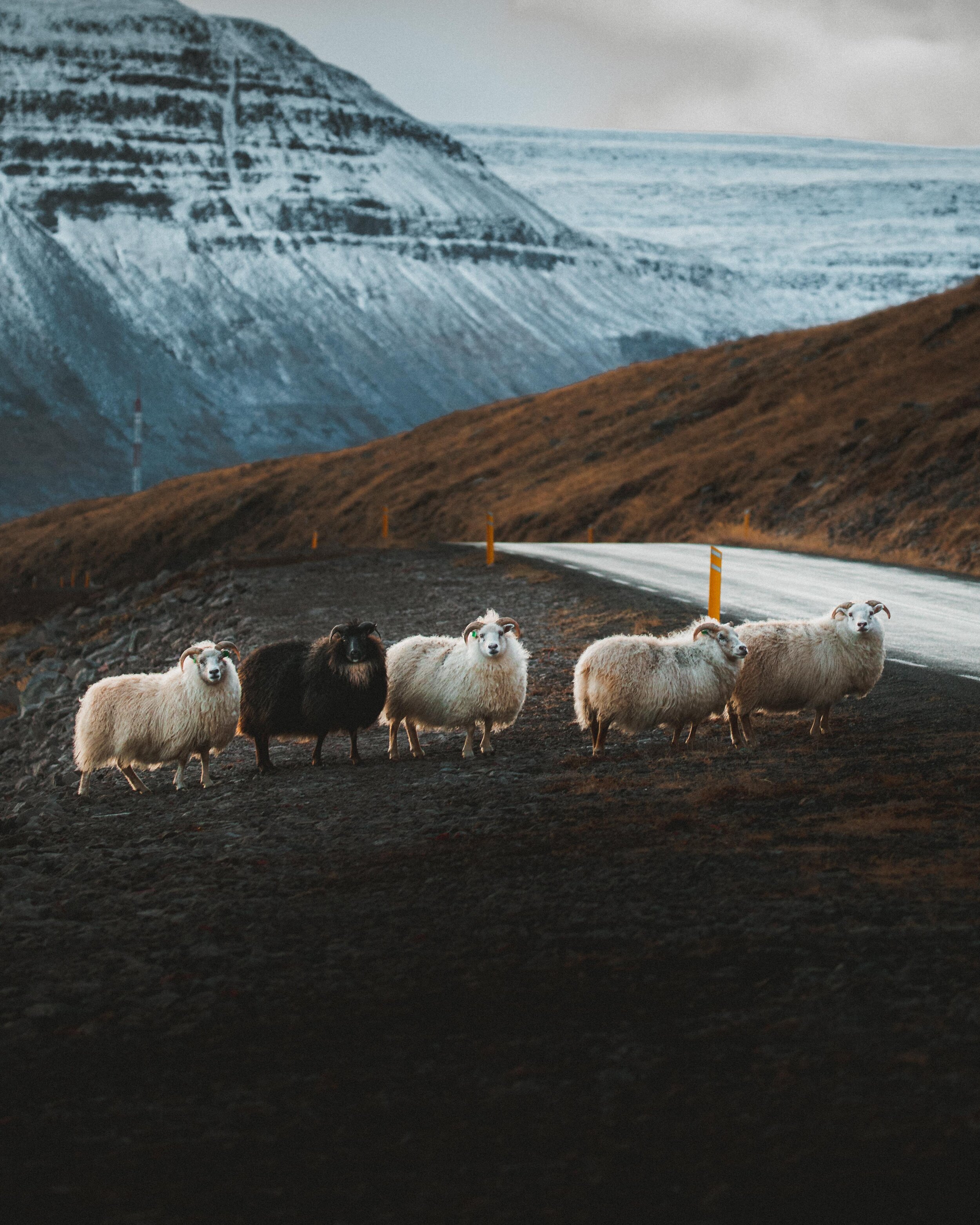 Icelandic explorer animals 29.jpg