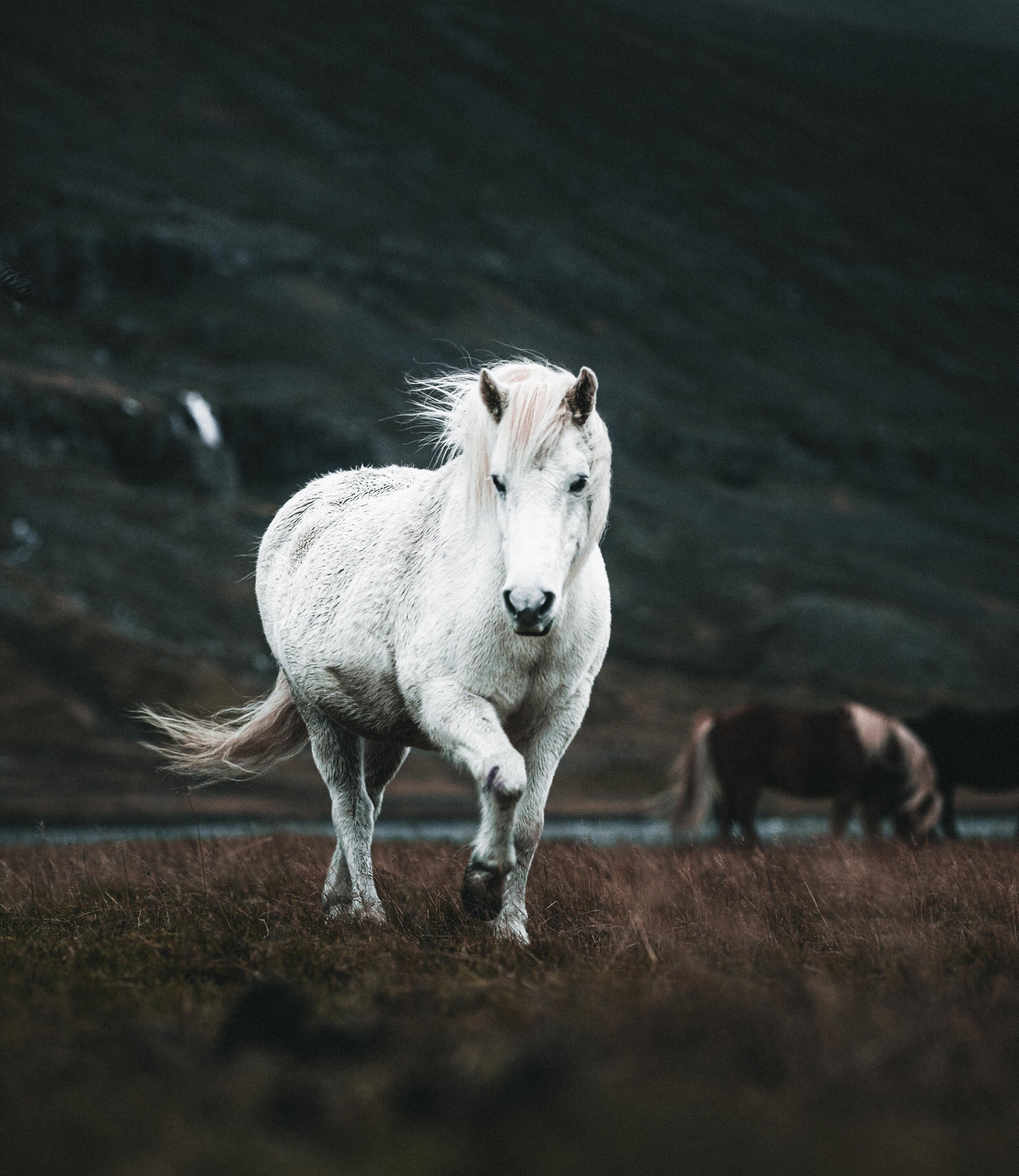 Icelandic explorer animals 7.jpg