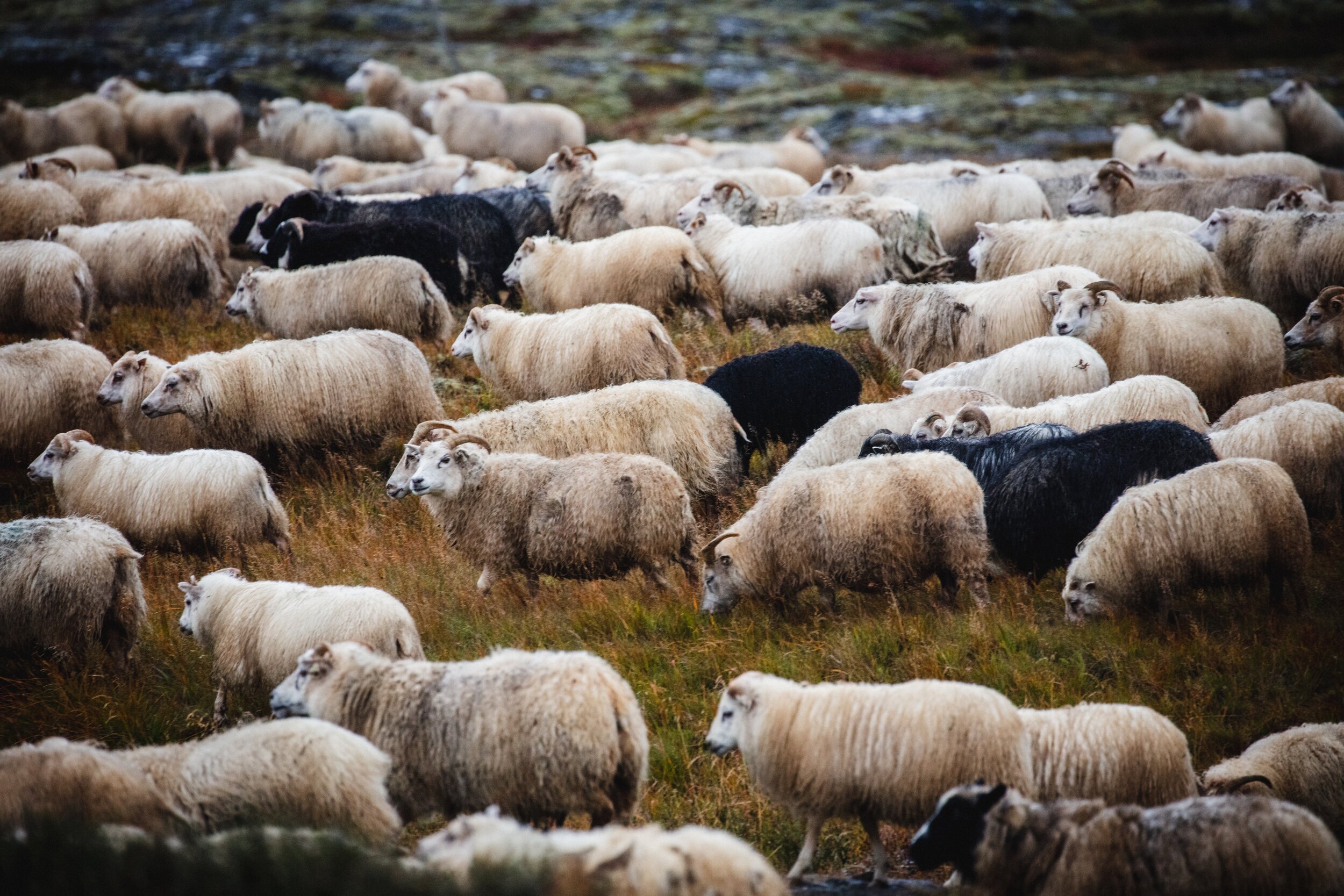 icelandic-lamb-icelandic-explorer