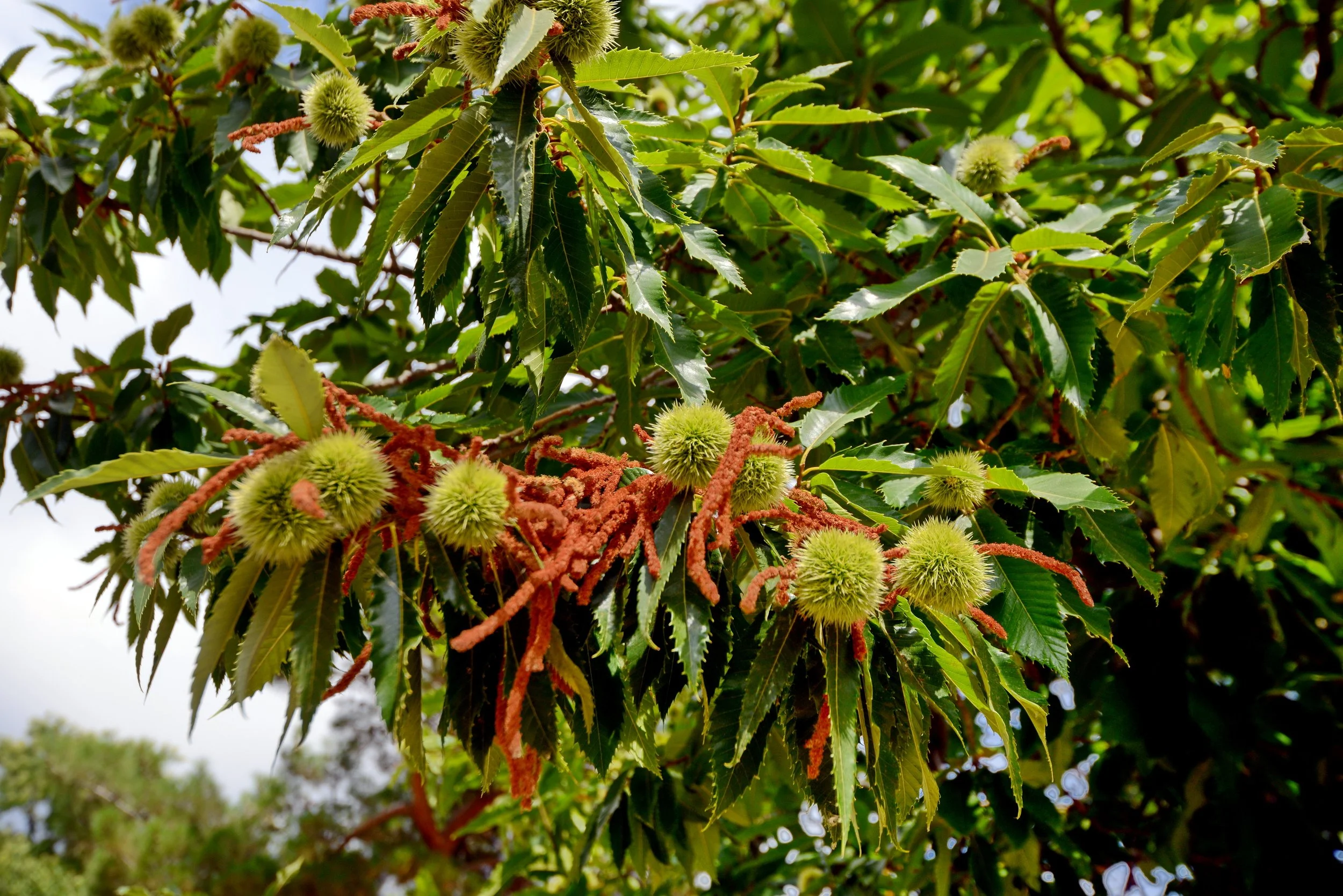 Vibrant Plant life in Ikaria.jpeg