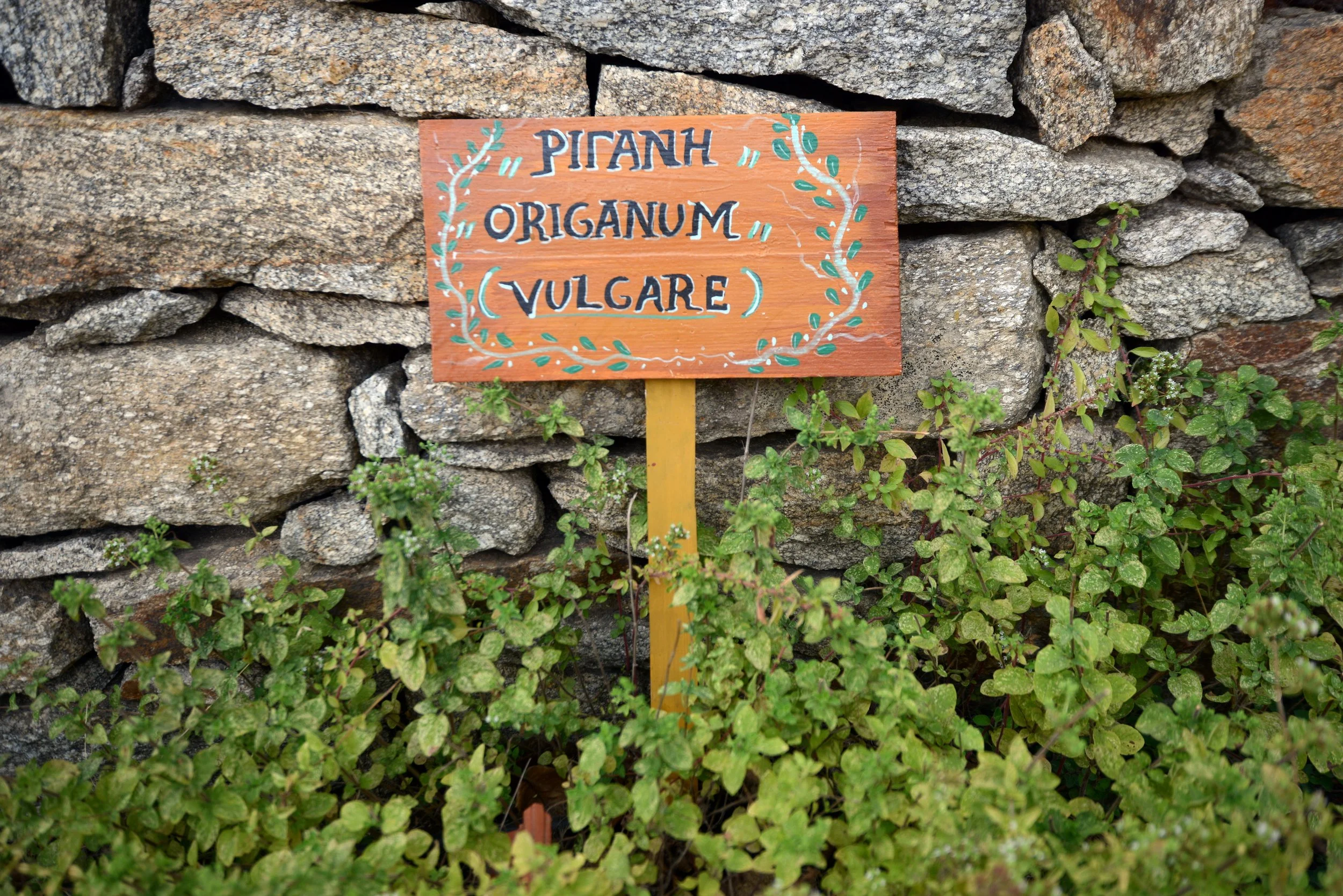 Fresh oregano IKARIA.jpeg