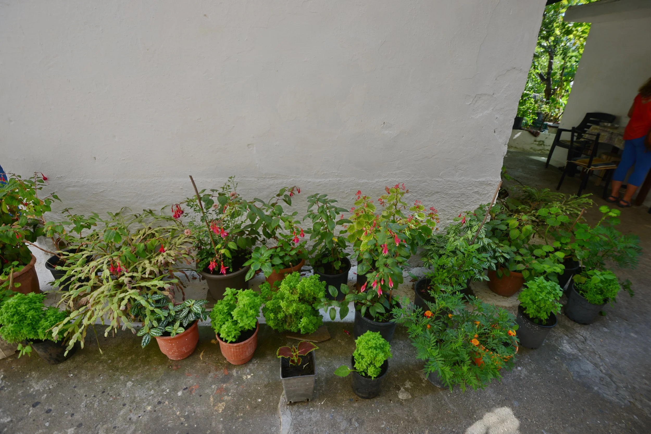 House Herb Accessories Ikaria.jpeg