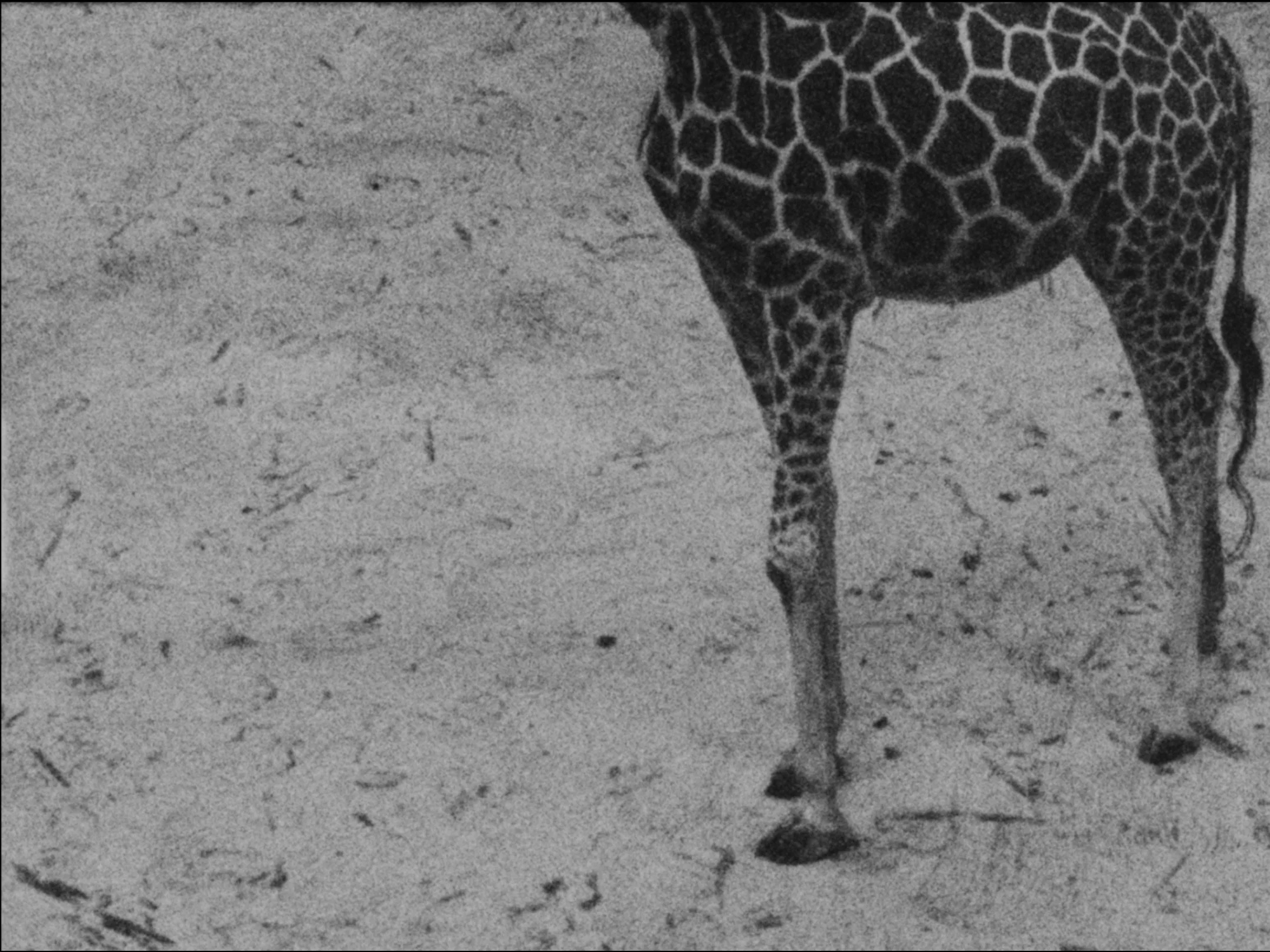 On8Mil Client Showcase | Showdown | Close-Up Cinema