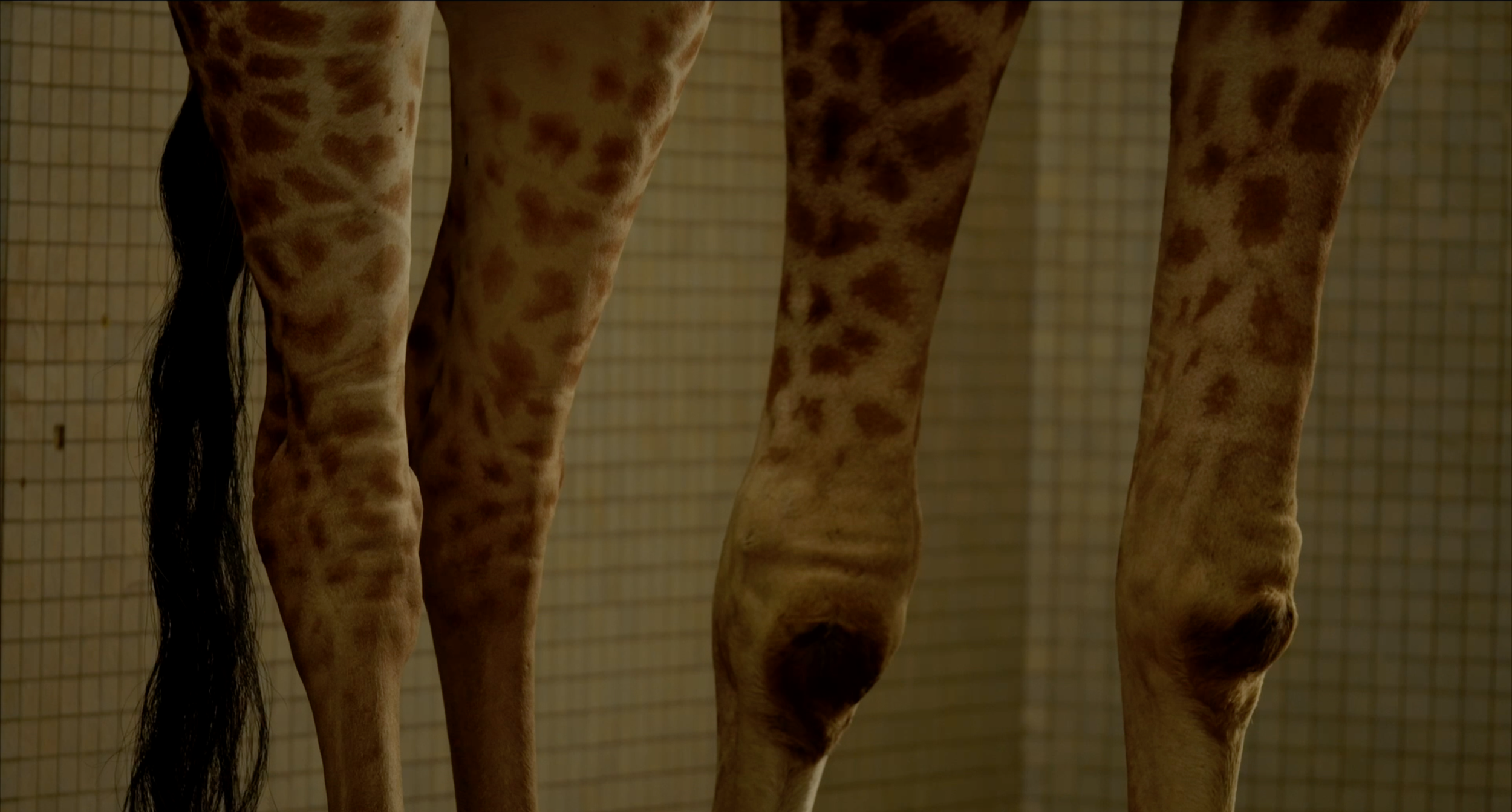 Kosher Giraffes & Other Tails