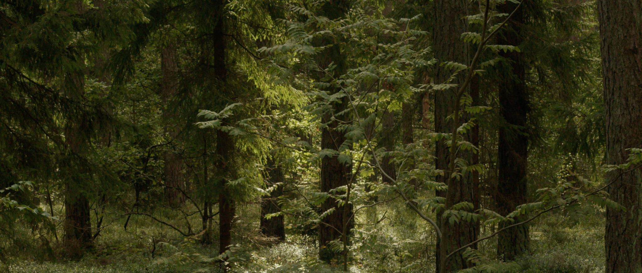 Narcisse in the Forest