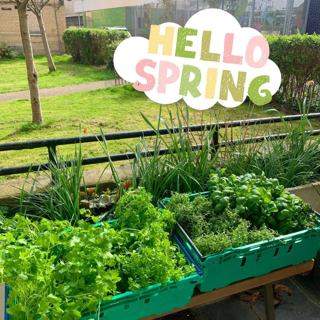 It&rsquo;s day 2 of Spring and our herbs are enjoying some sunshine before heading to their new homes on Saturday!
&nbsp;
Join us at our Spring Celebration this weekend and plant some fresh herbs to grow on your windowsill for a tasty meal garnish!
&