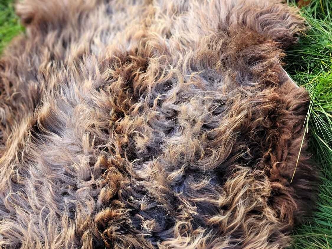 Brown Vermont Icelandic Sheepskin Pelt on the Grass