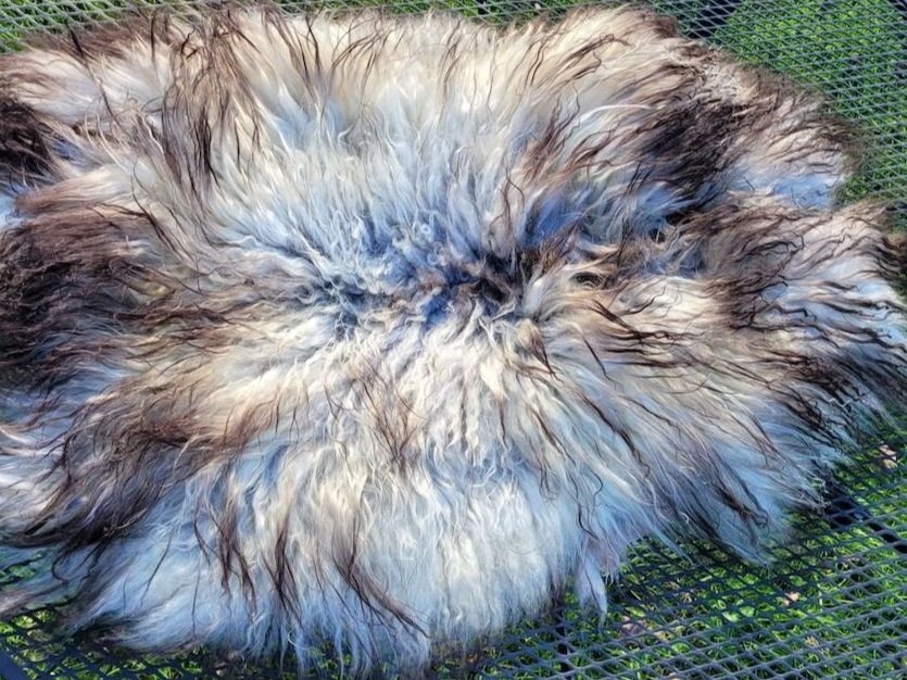 Vermont Icelandic Sheepskin Pelts for Sale — Green Heart Farm