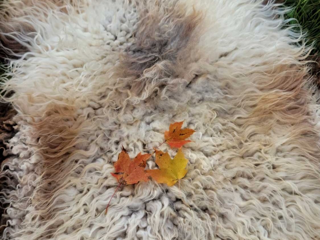 White and Tan Sheepskin Pelt with Fall Leaves