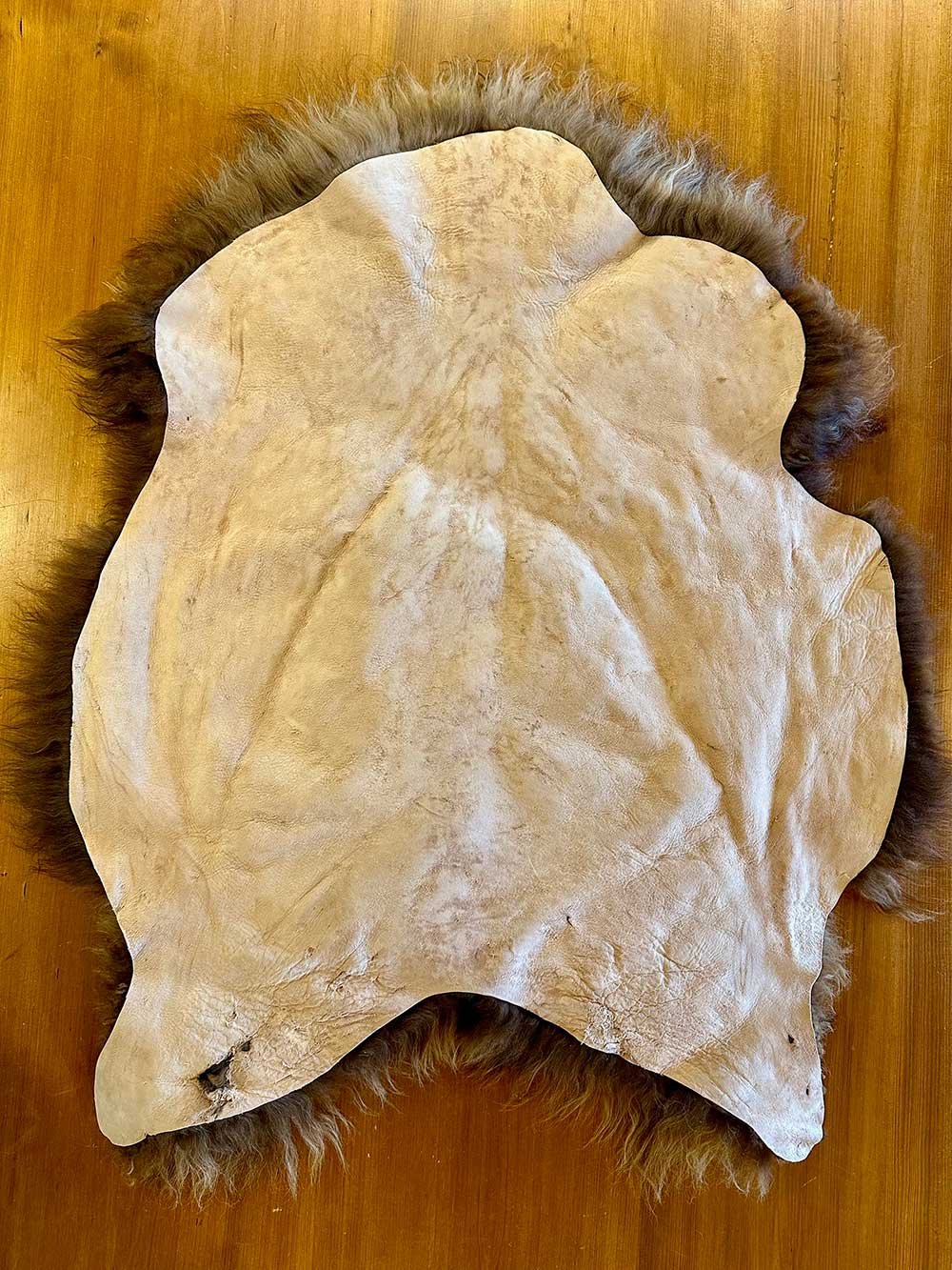 hide side of sweet mocha sheepskin pelt