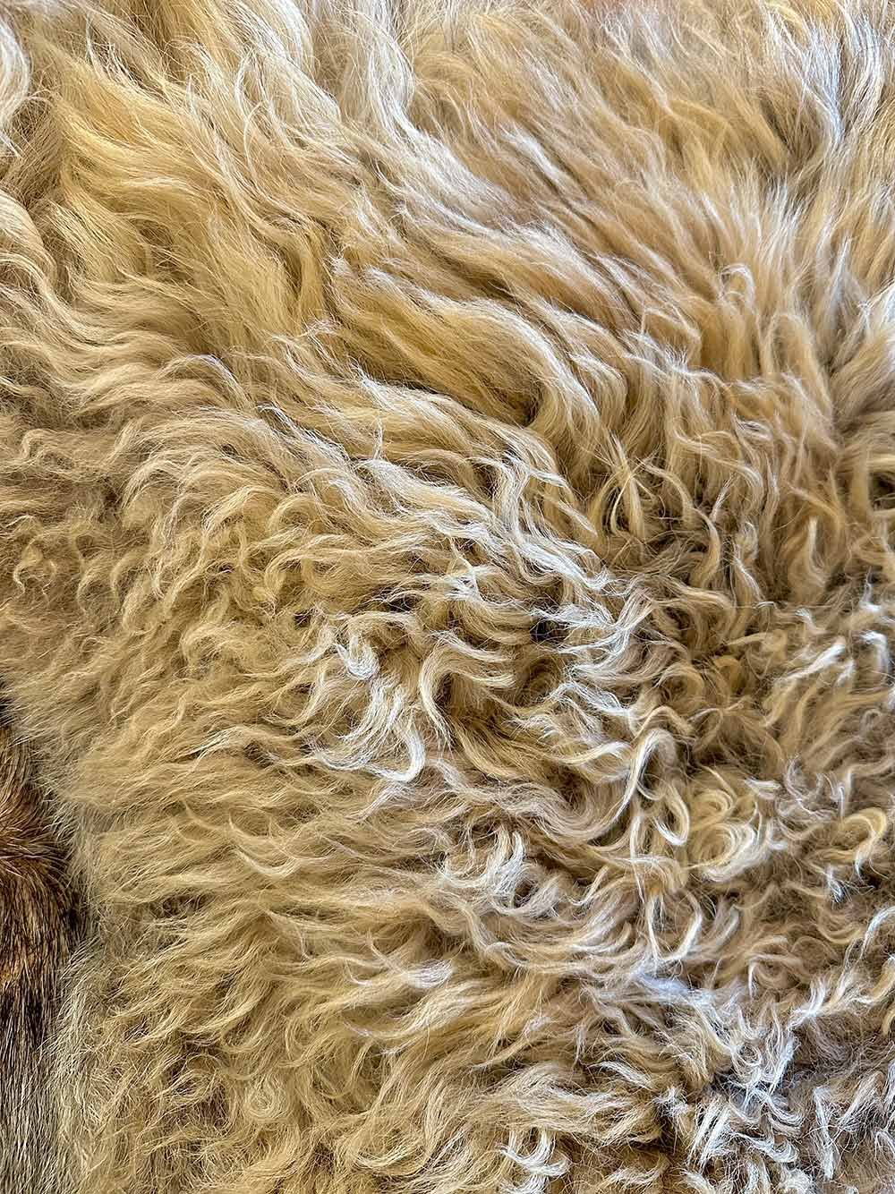 Close Up of Multi-Textured, Hearty Scottish Black Face Sheepskin Rug