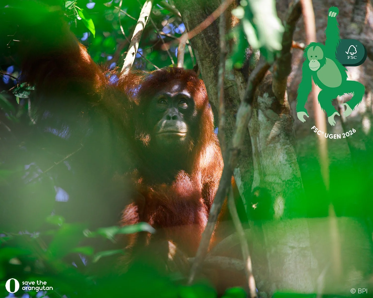 Red Orangutangen FSC Ugen 26.jpg