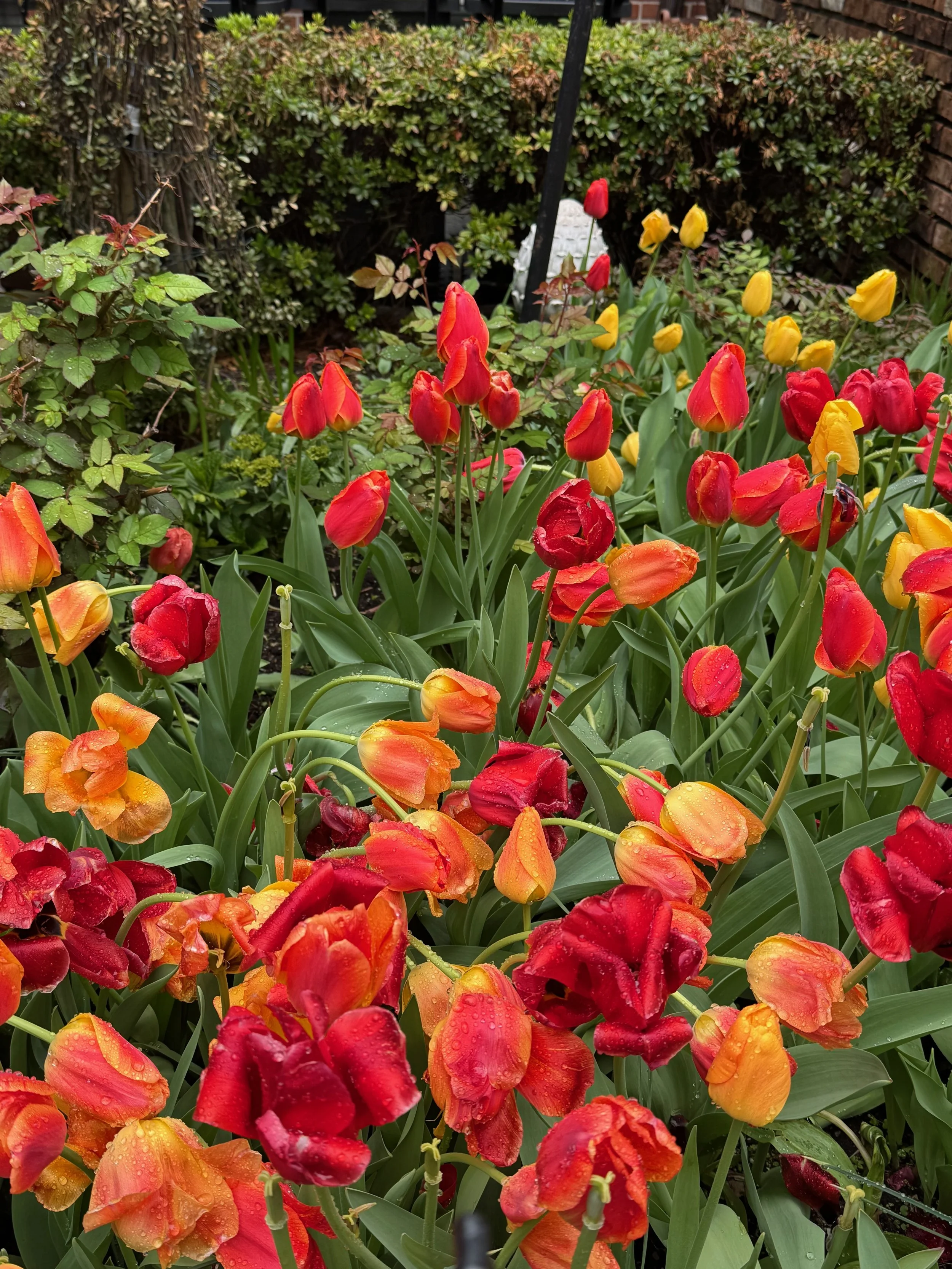 Voting rights under attack, spring, and seeding hope for change and renewal