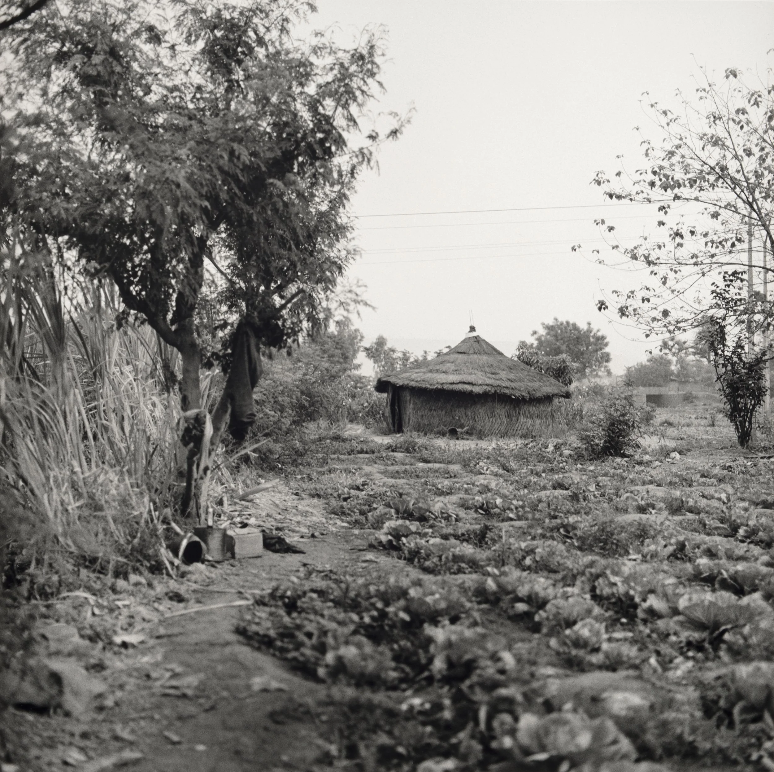 In The Garden - Middle Left Panel.jpg