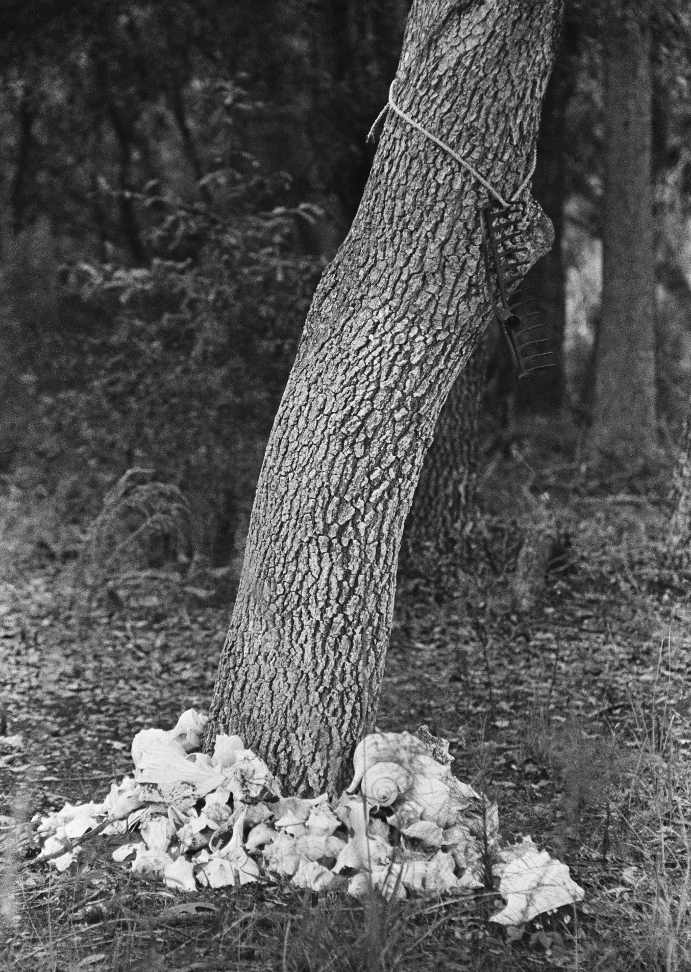 sea-island-tree_PREACH__ 003 2-Recovered.png