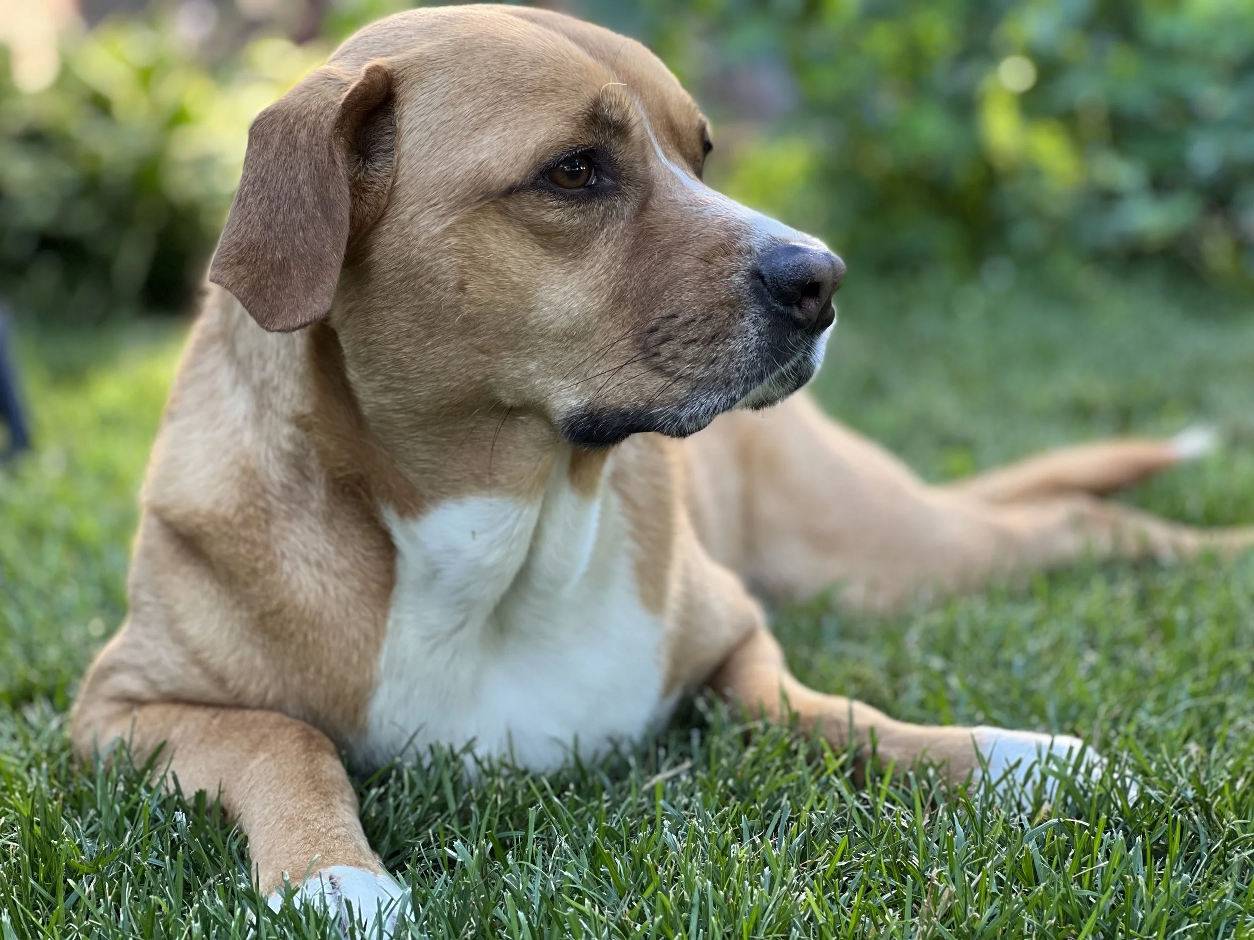 Why it's important to teach your dog to be calm.