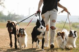 The Great Dog Training Debate...Force-Free vs Balanced