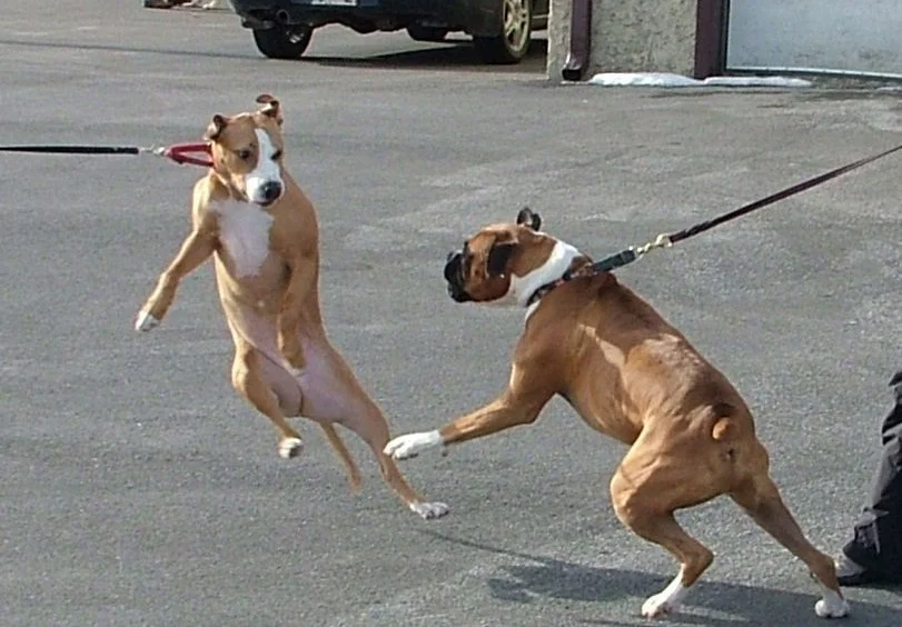 Dog Reactivity/Aggression