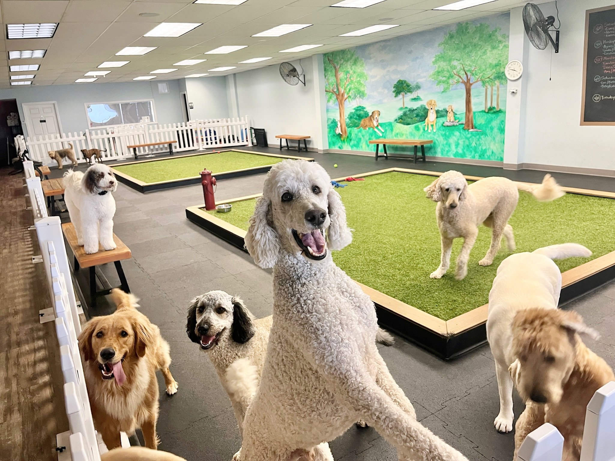 Social & Gym Sessions, Canine Enrichment Center