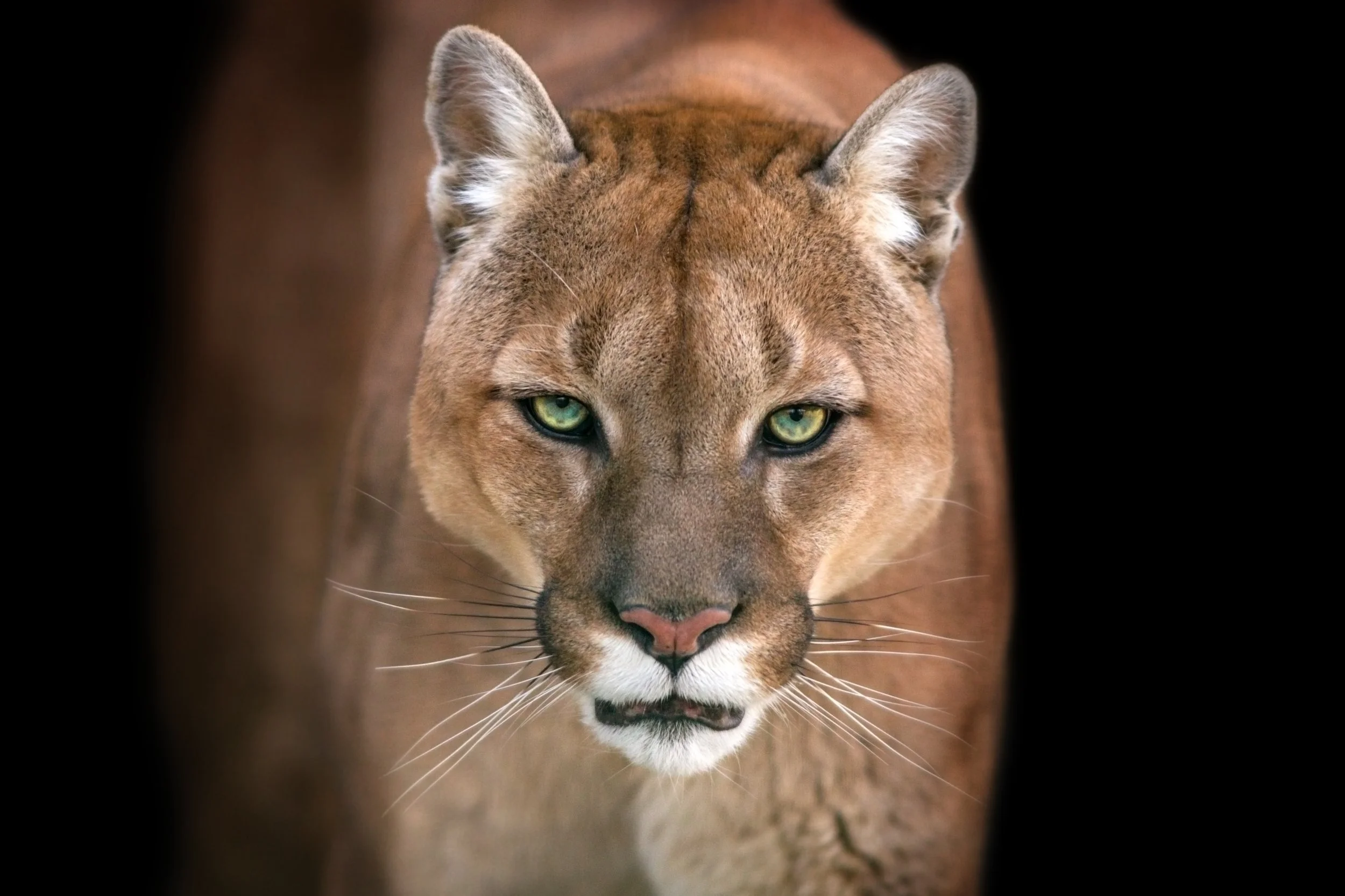 Photo: Puma, Cougar Portrait, by Kwadrat, Shutterstock 530145082