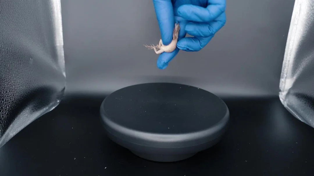 When your film subject just won't cooperate 🤣⁠
Swipe to see what happens when they do 👉⁠
⁠
... Doc in the works for an @NSF project exploring the evolution of head shape in these gorgeous lizards. Thanks to Dr. Thom Sanger at @loyolachicago for bri