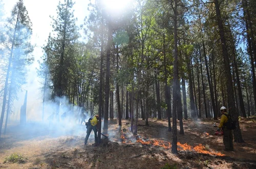Wildfire crew working a forest burn