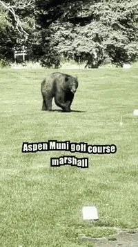 BE BEAR AWARE 