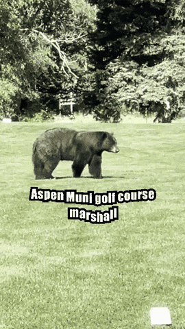 10_aprilfools_golf-bear.gif