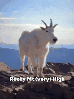 19_gallery_mountain-goat.gif