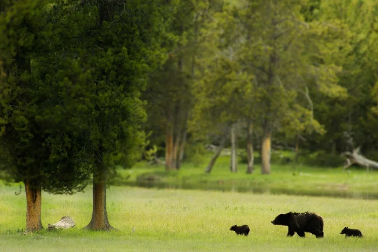 Black bear and two cubs crossing an Aspen meadow