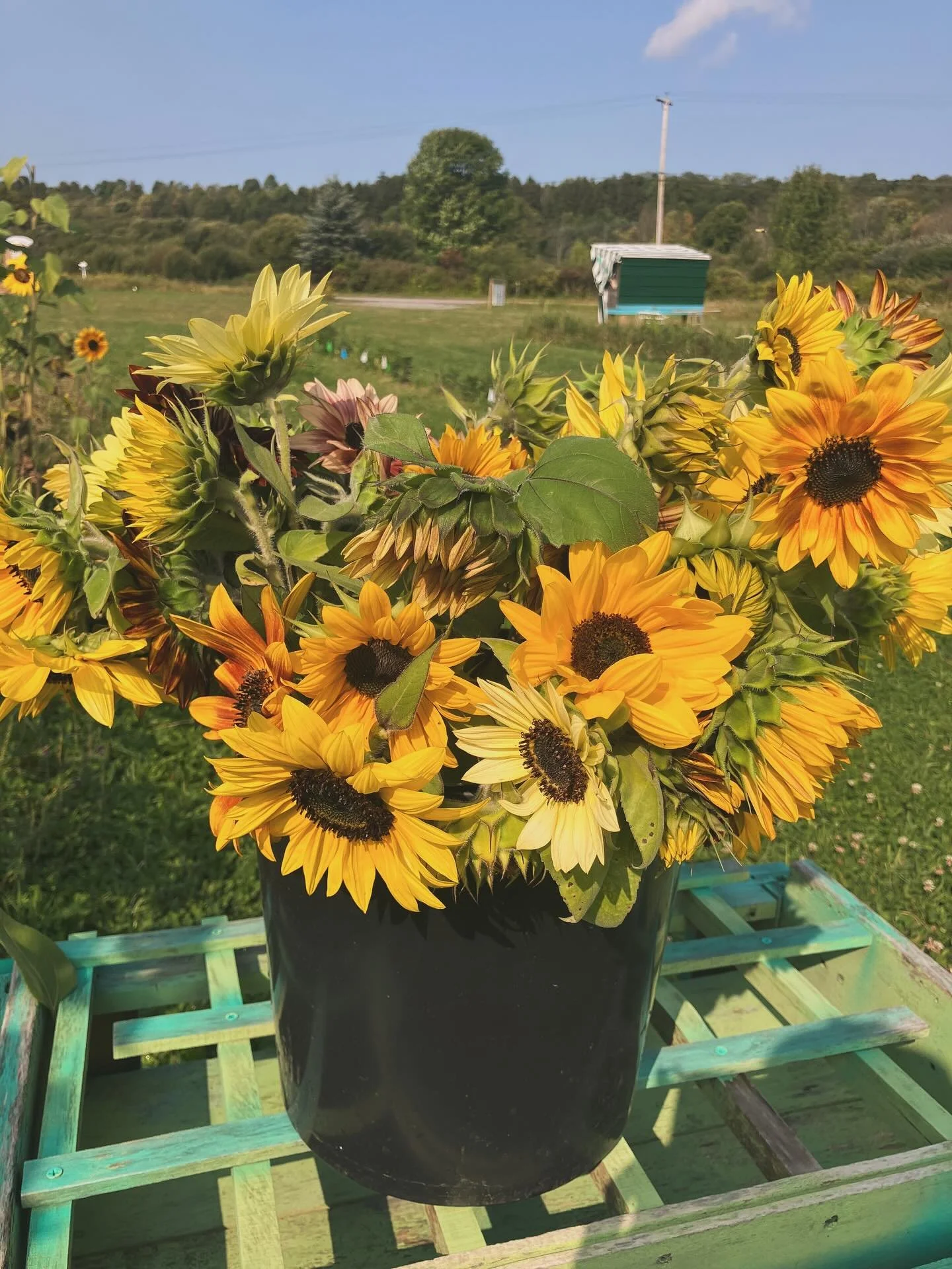 I love all the different sunflowers, especially the fuzzy Teddy Bear variety. I even love the branching sunflower that somehow ended up in my dahlia bed and I didn&rsquo;t have the heart to rip out🤷&zwj;♀️

And let&rsquo;s not forget the goodies on 