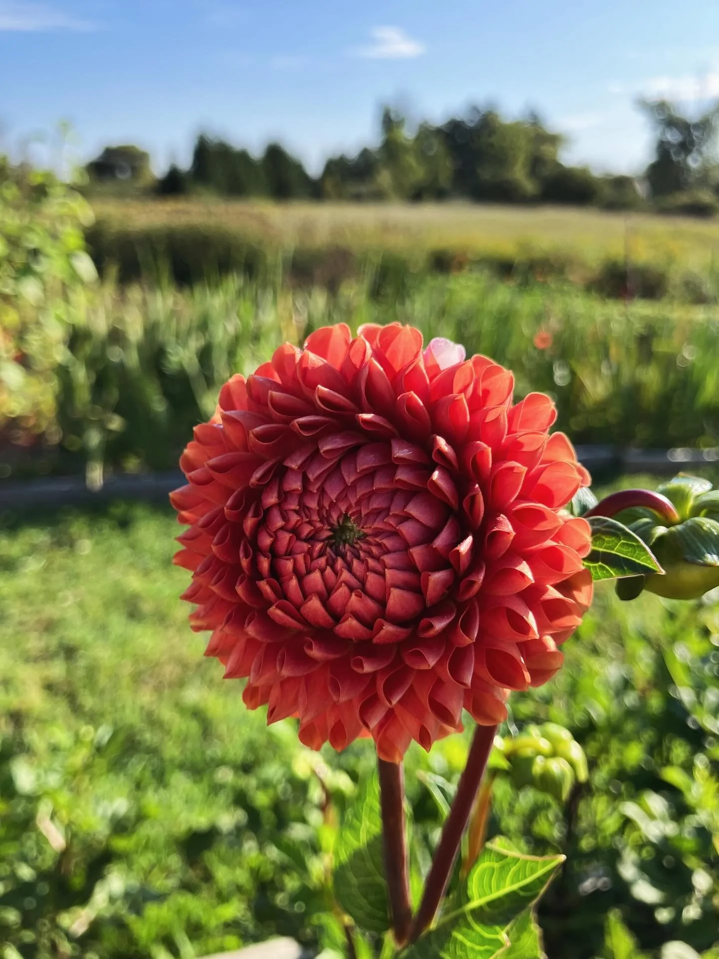 It&rsquo;s Friday, the sun is shining, and it&rsquo;s not blazing hot&hellip; the perfect trio for picking flowers 💐 Come see what&rsquo;s blooming today! Open until 7pm😀