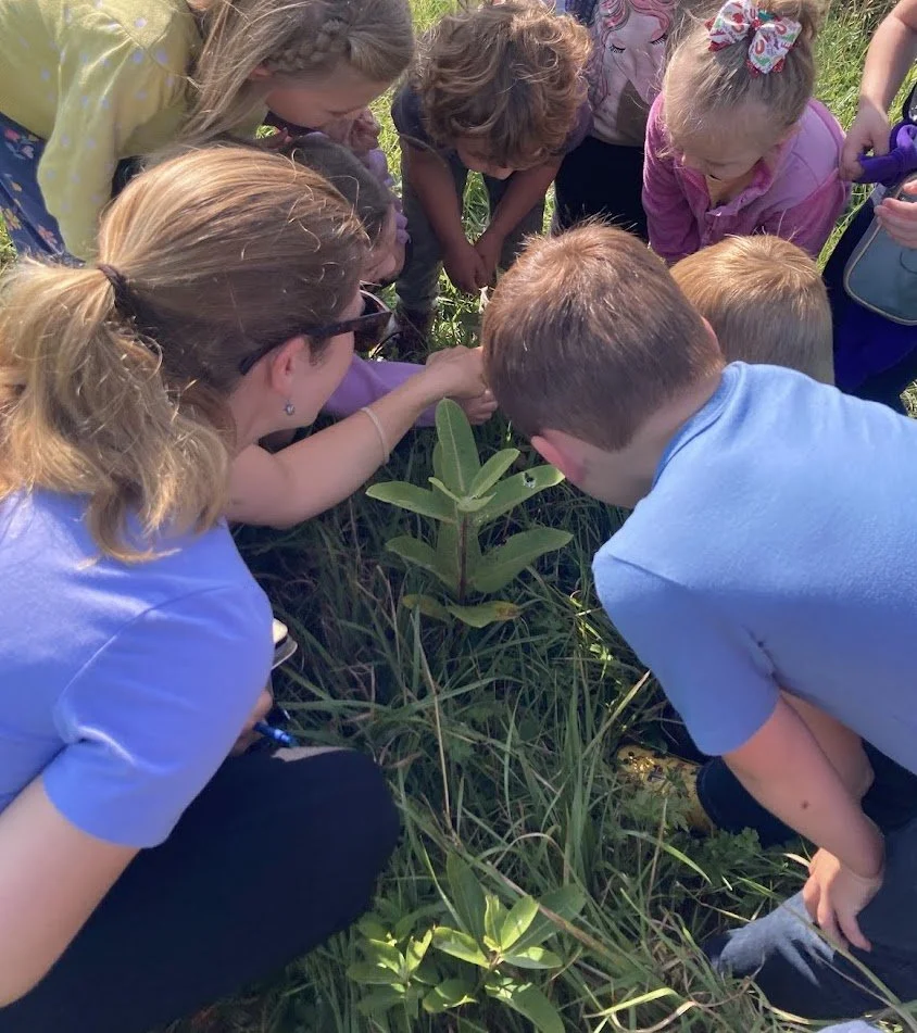 Looking at milkweed.jpg