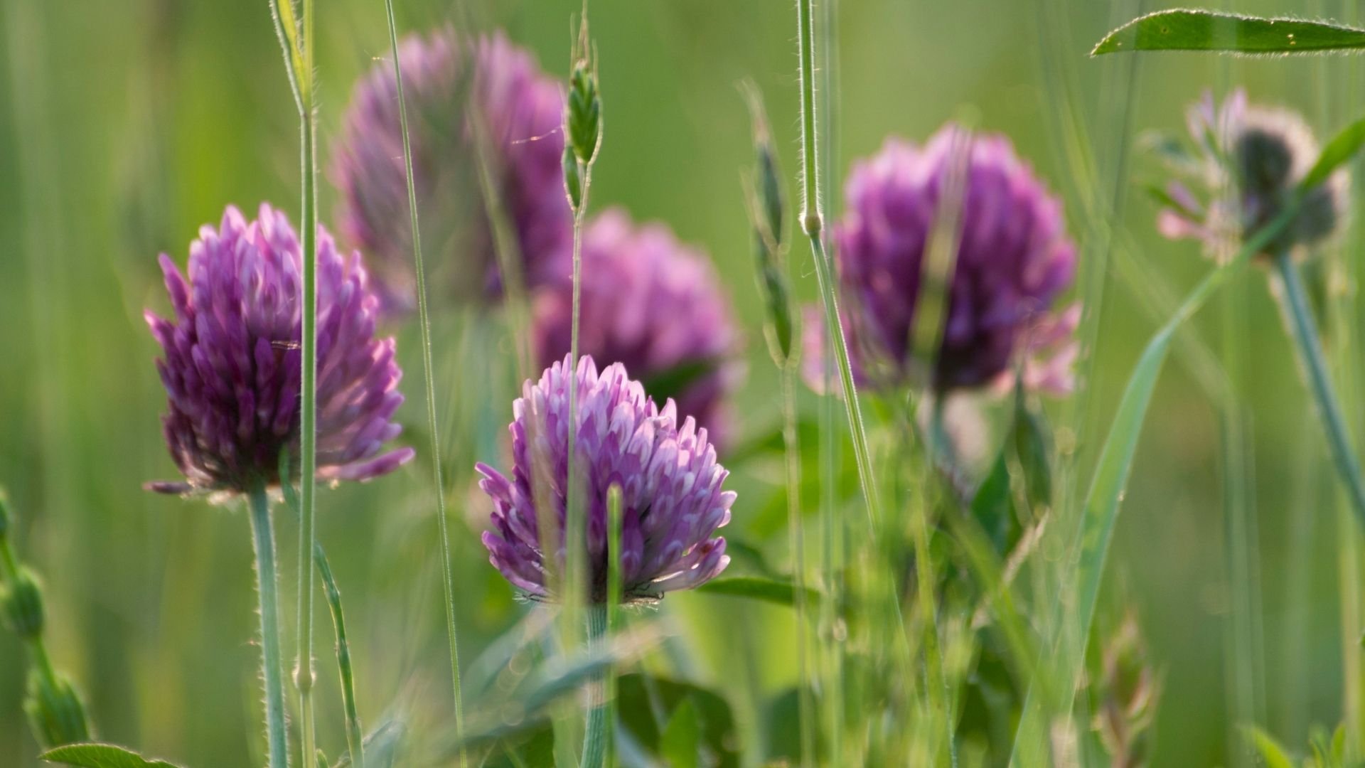 Red Clover