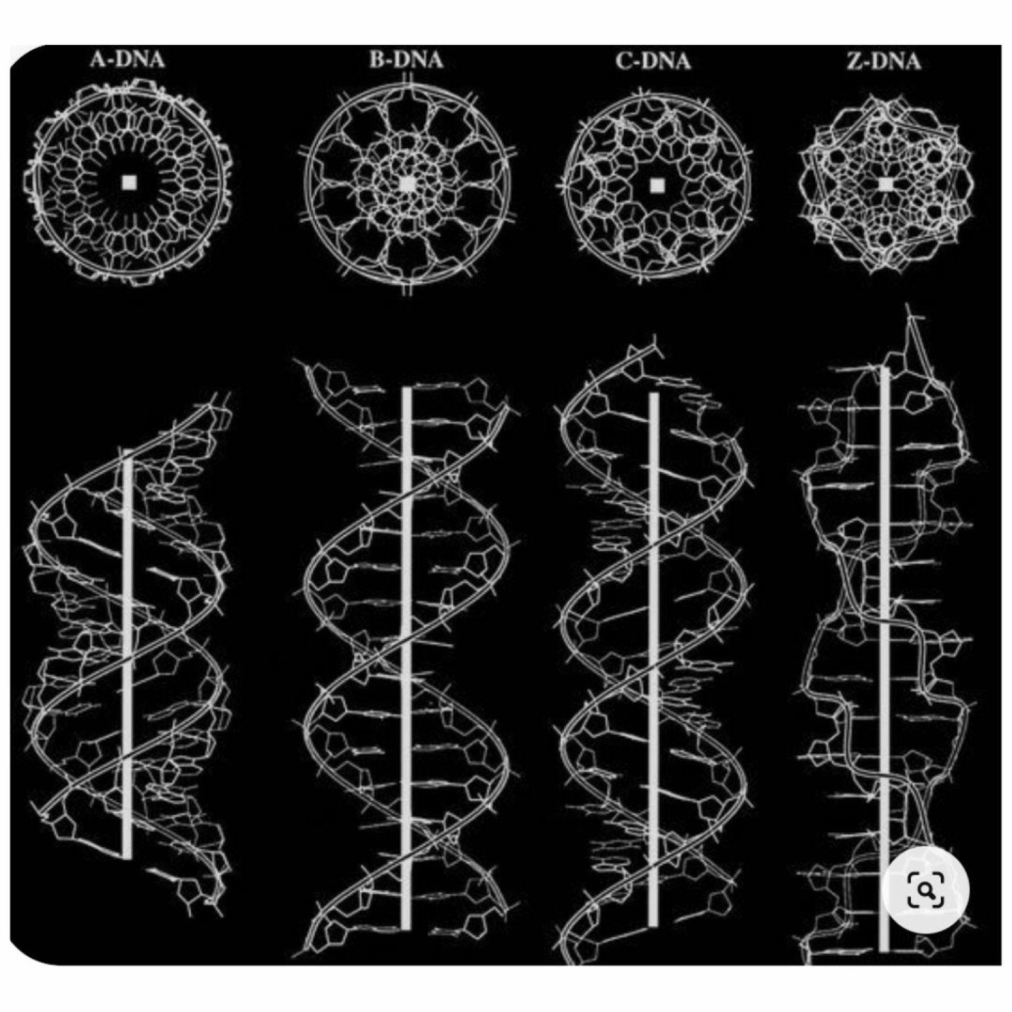 The sacred circle echoes across cultural and natural landscapes, woven into the fabric of history. From the intricate designs of engineering marvels to the celestial dance of astrology, from the harmonious patterns of cymatics to the microscopic stru